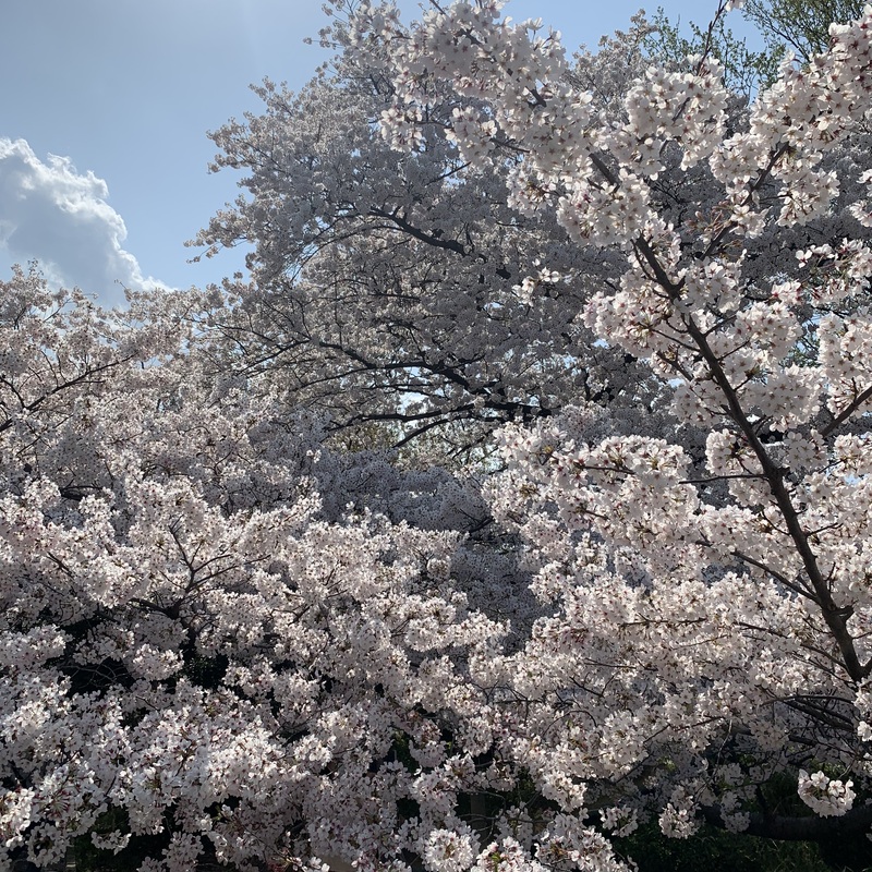 BLOOMING GUILD