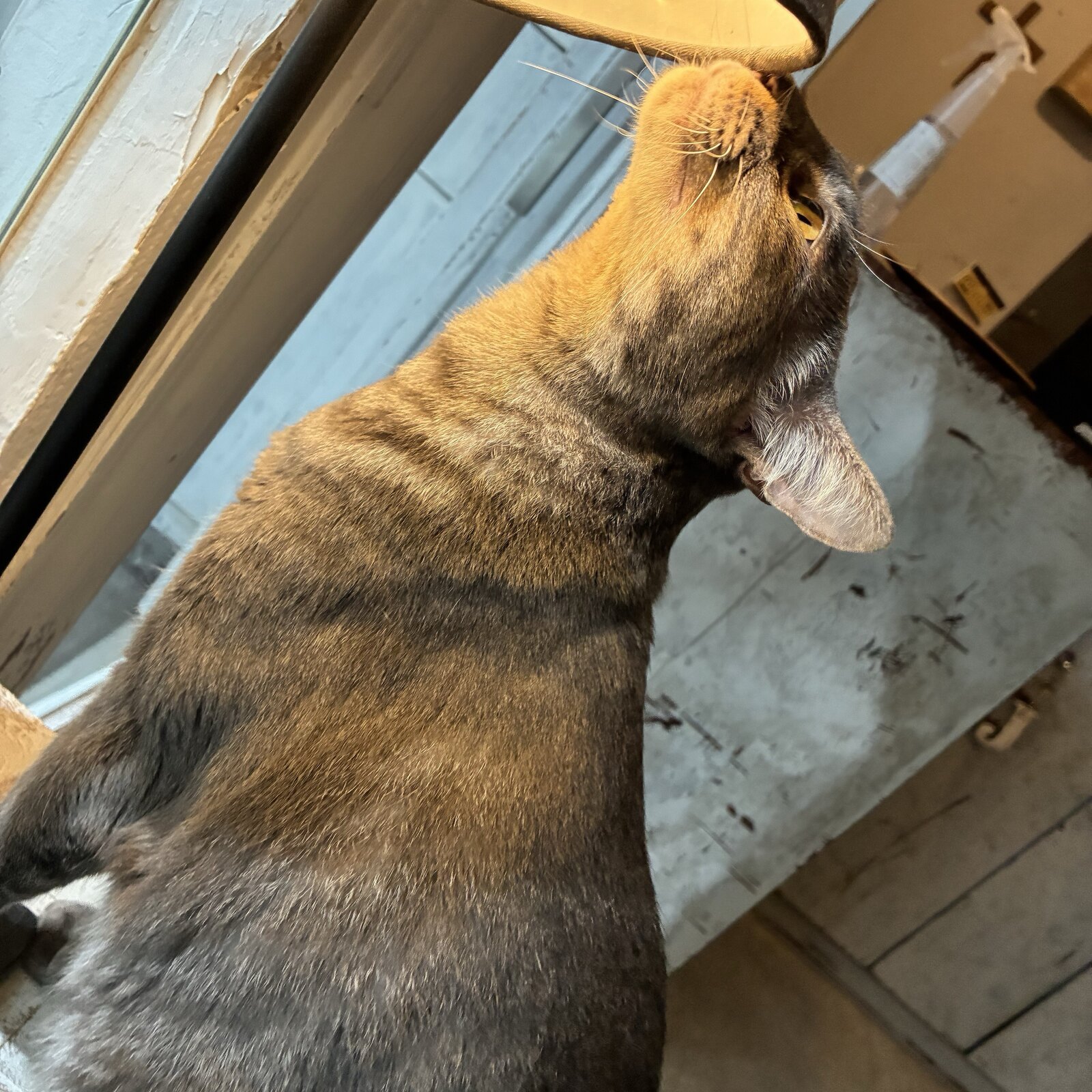 猫大好き❣️猫カフェサークル
