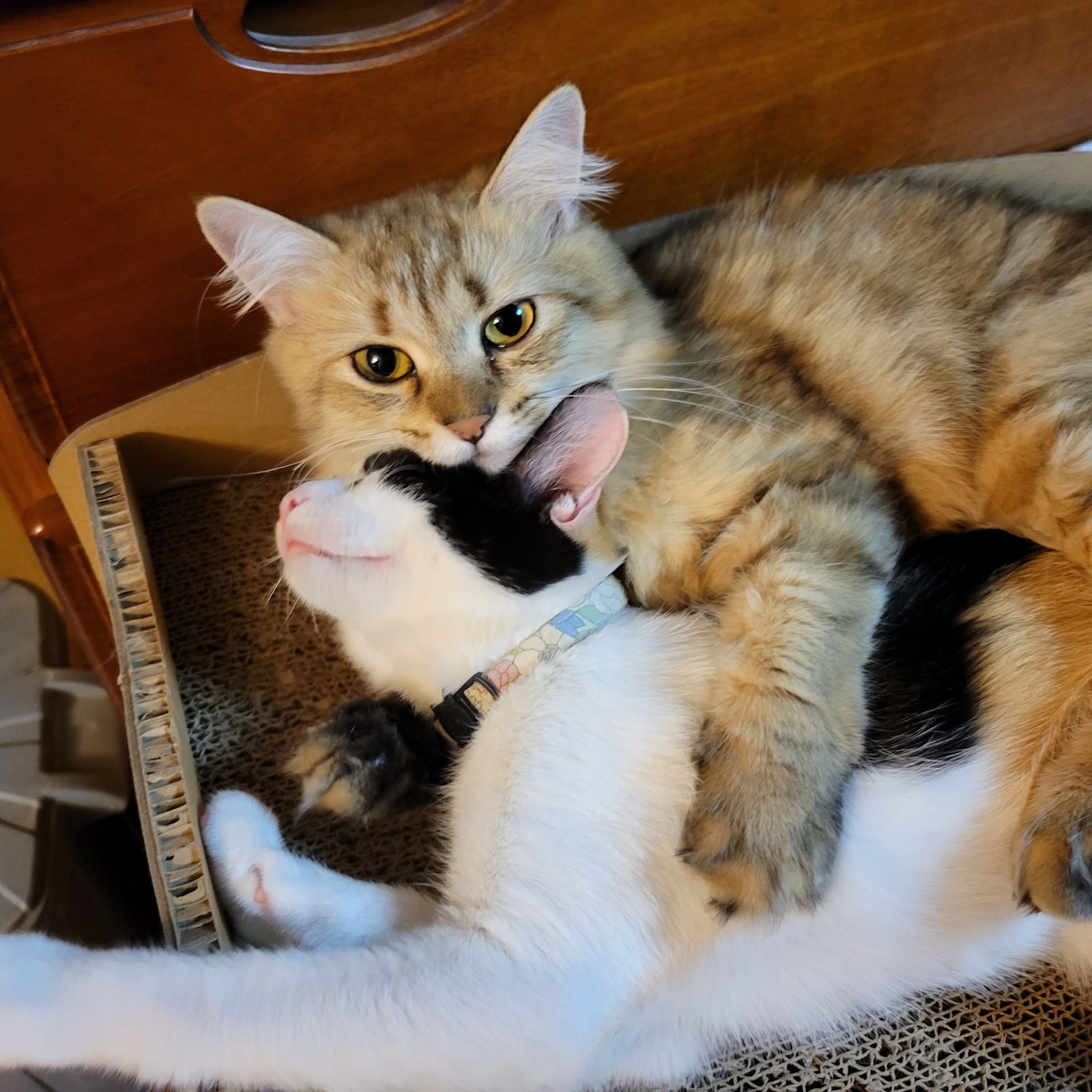 猫大好き❣️猫カフェサークル