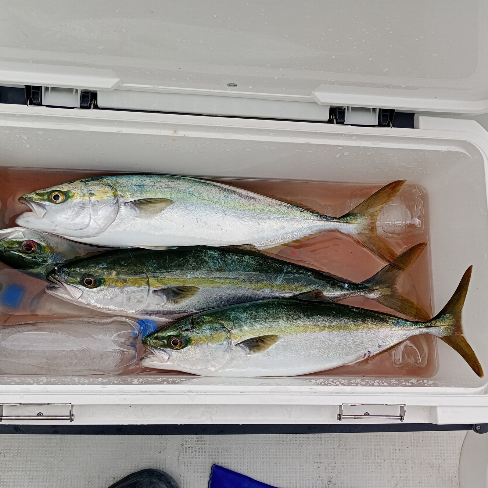 船釣り部（淡路島）