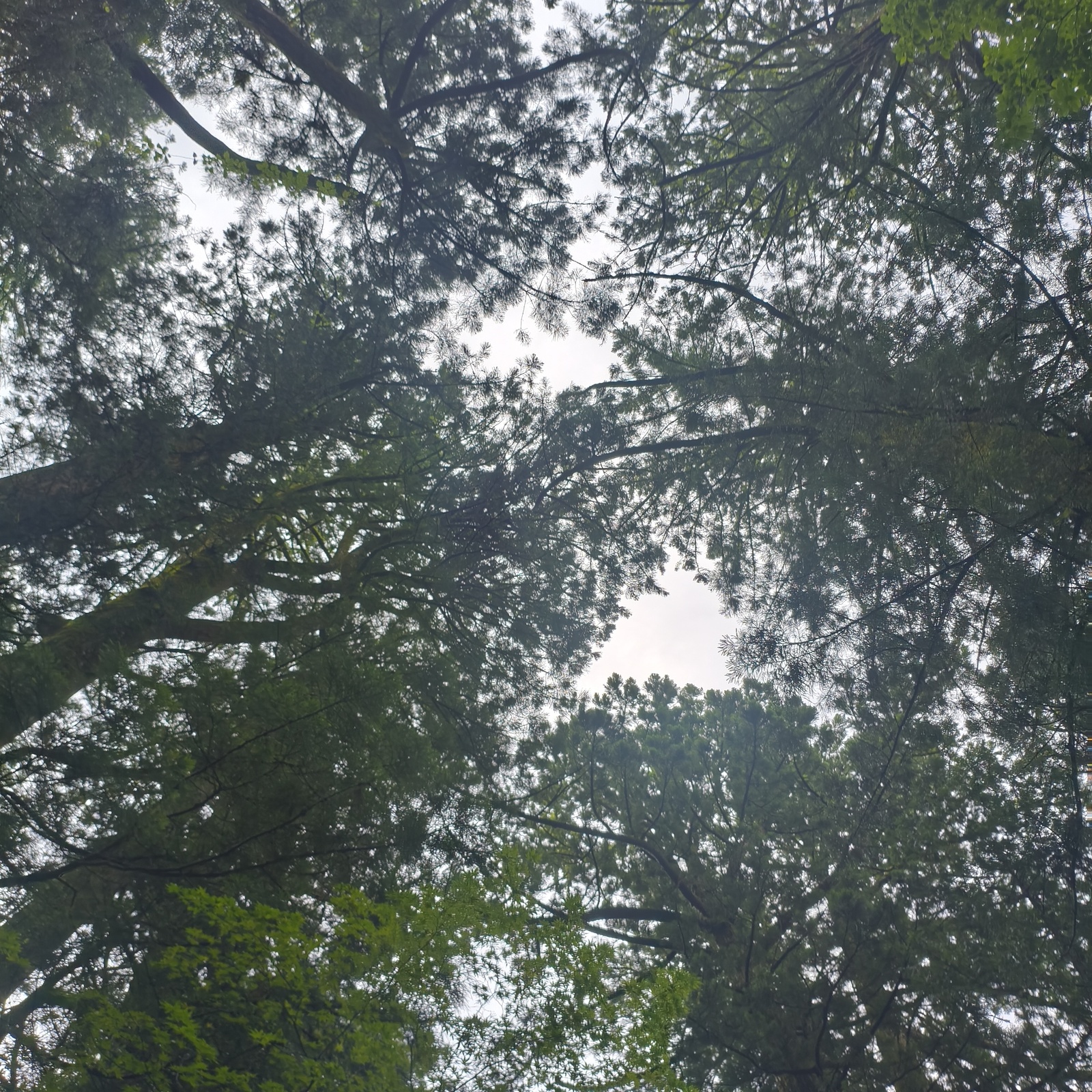 いきますか