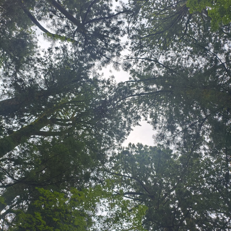 いきますか