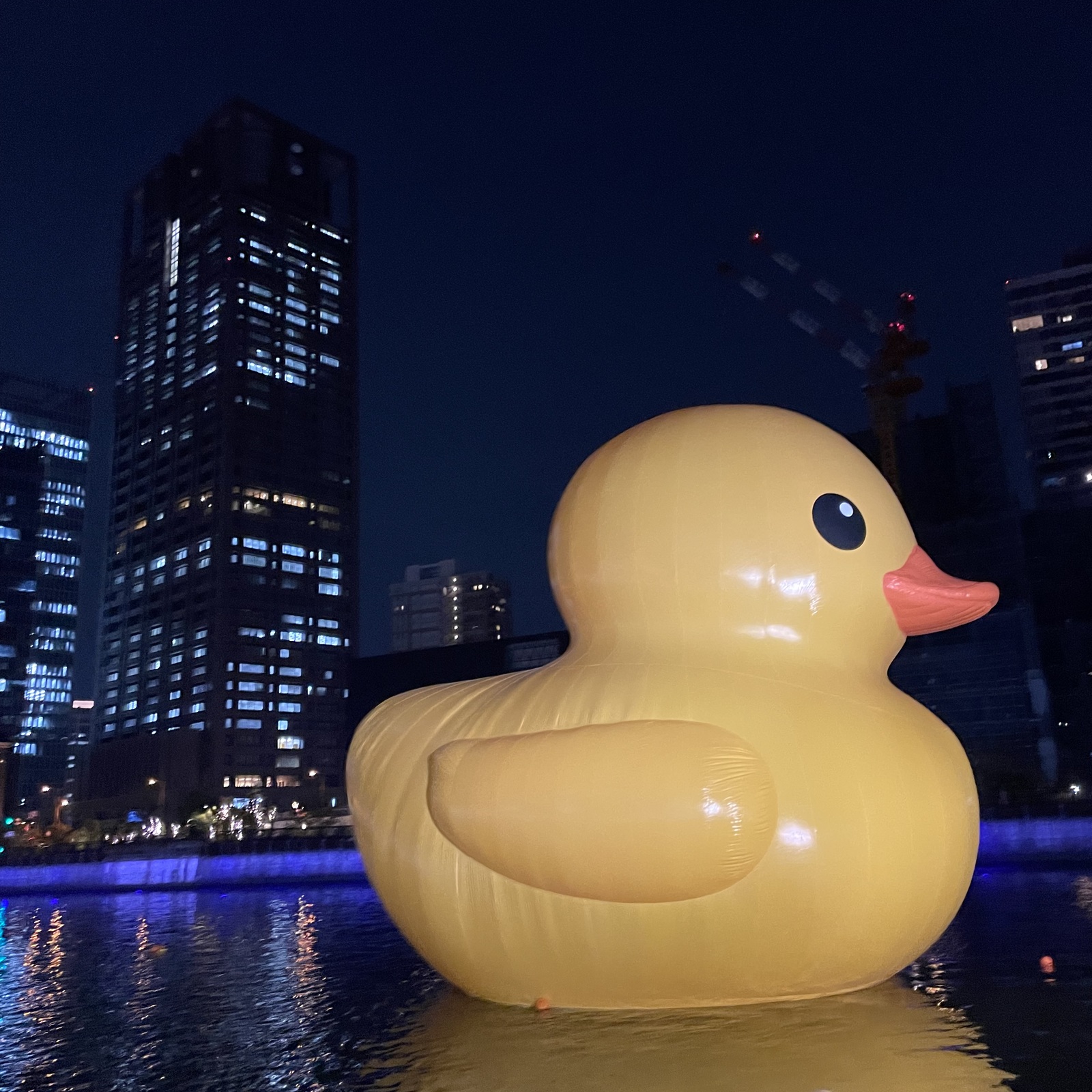夜のお散歩