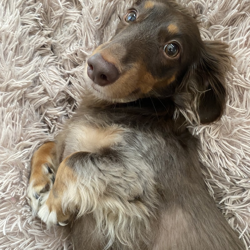 犬カフェ会🐶