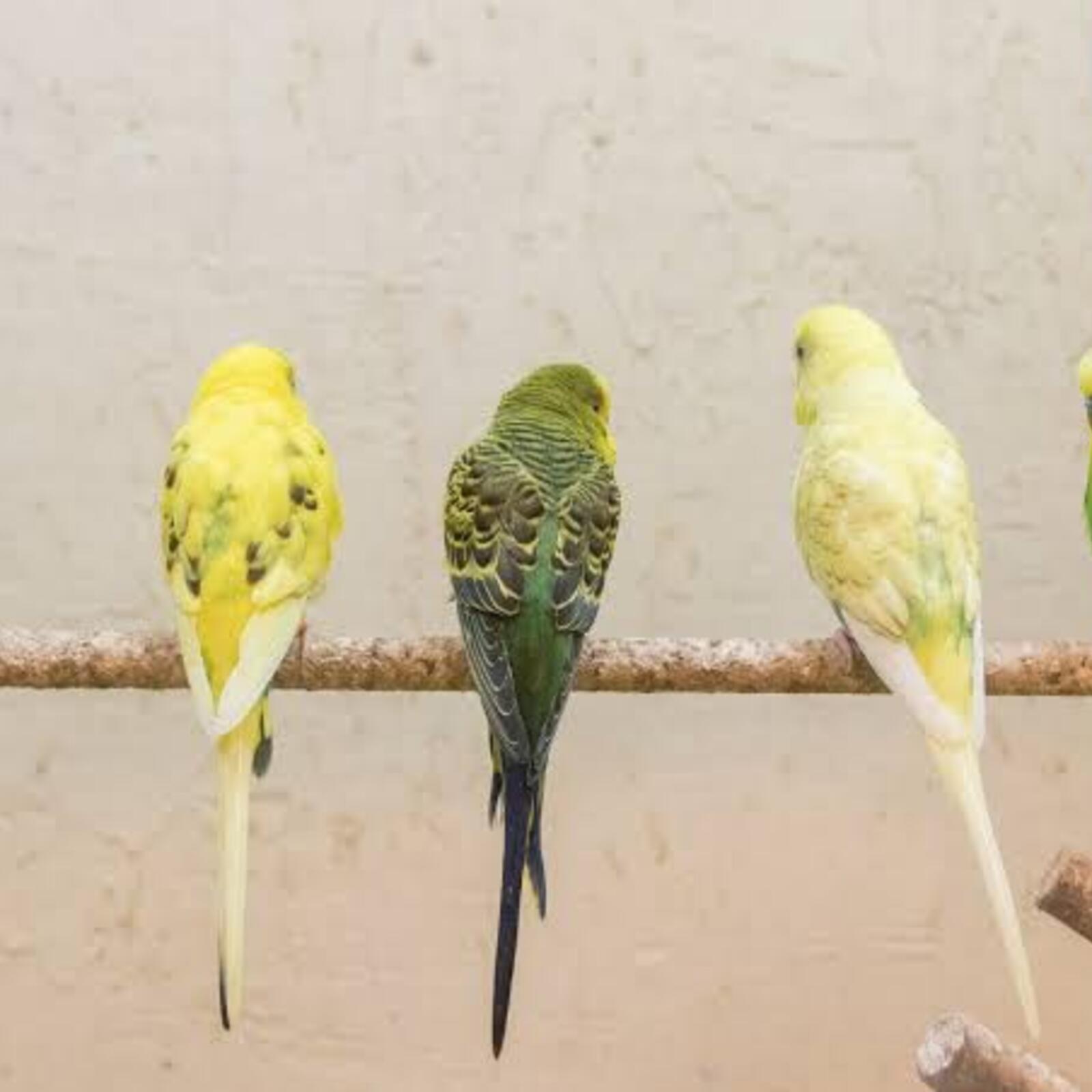 関東の鳥好きさんと仲良くなる会