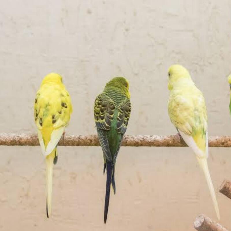 関東の鳥好きさんと仲良くなる会