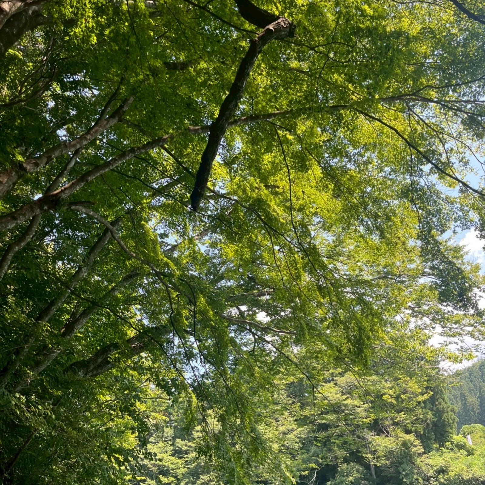 さとうサークル