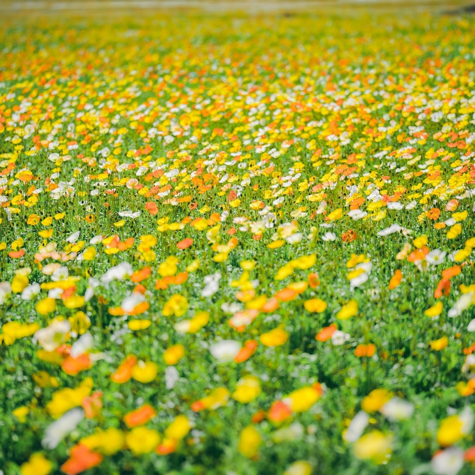 甘党図鑑🌙🧸🛋️