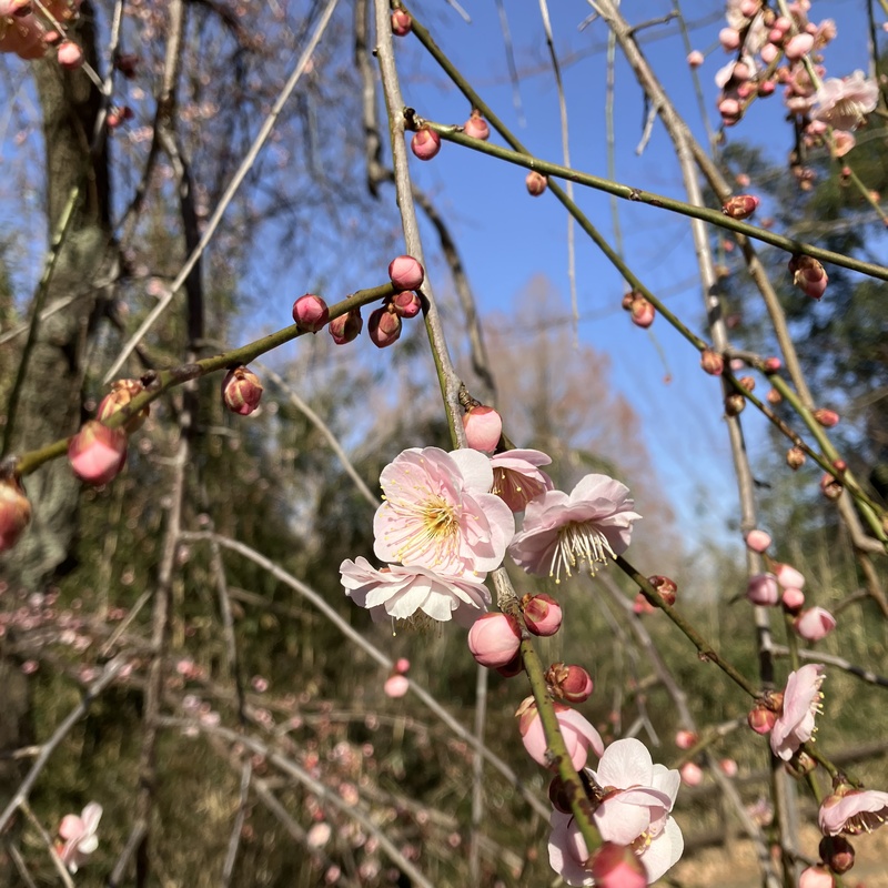 勉学自主トレ会