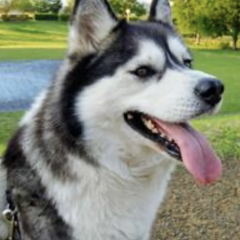 犬カフェ@白金高輪