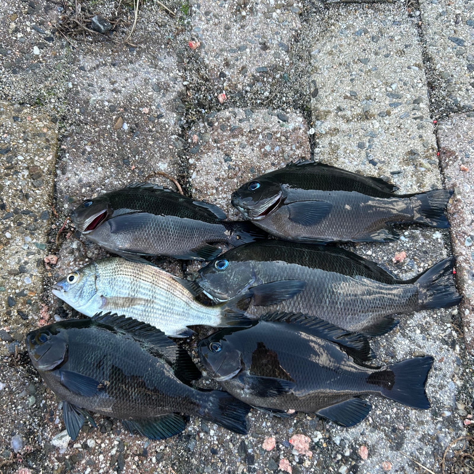 浪速とと釣り組合