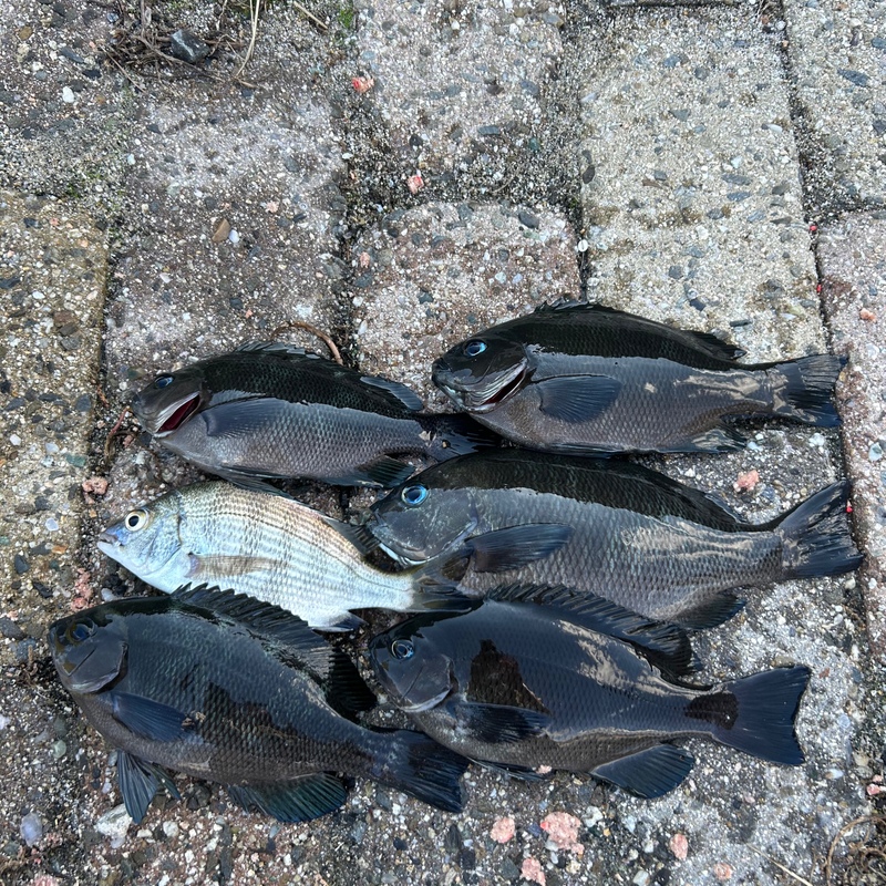 浪速とと釣り組合