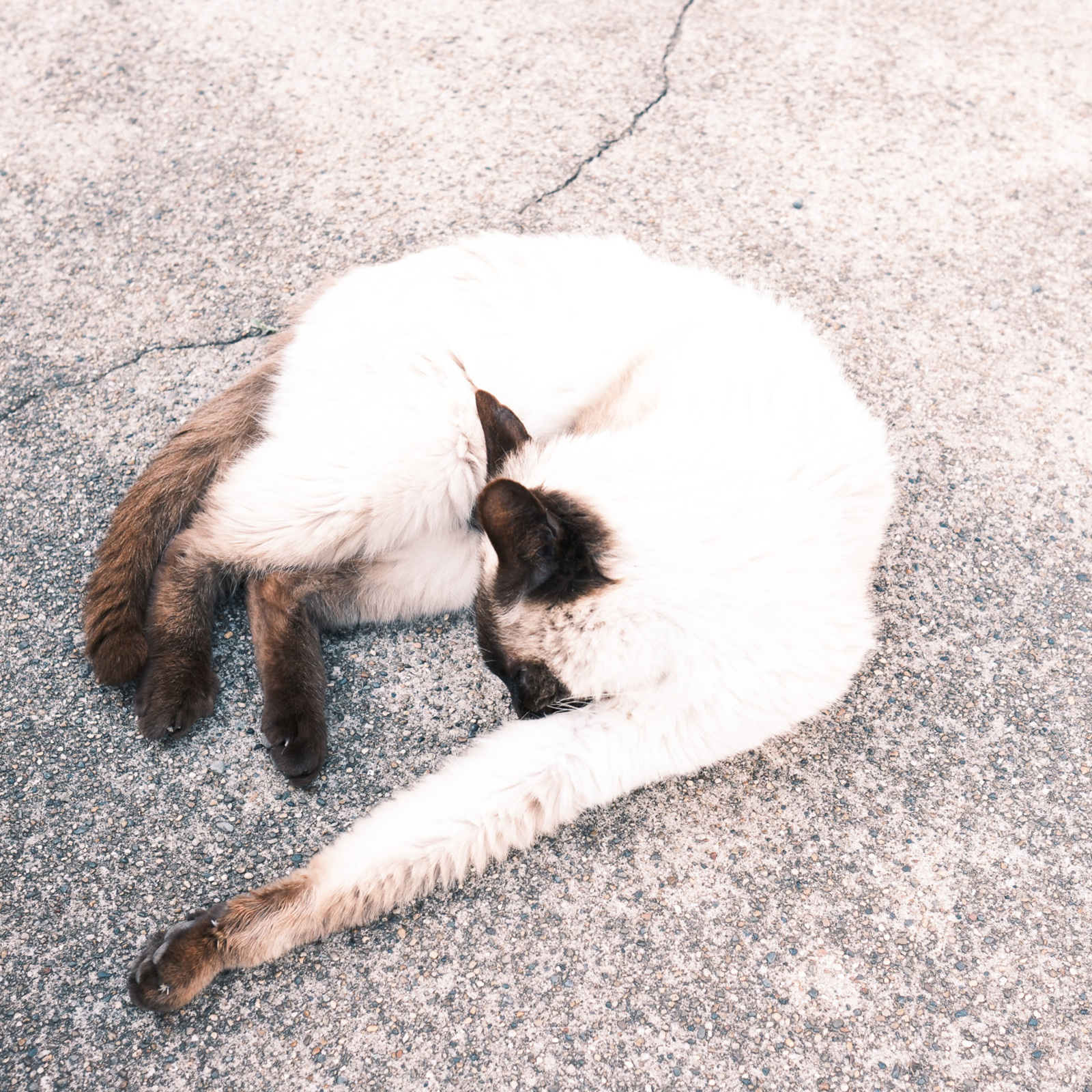 カメラサークル