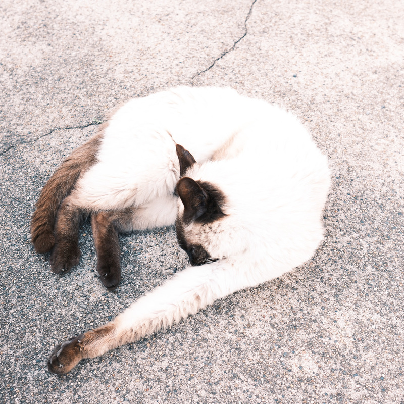 カメラサークル