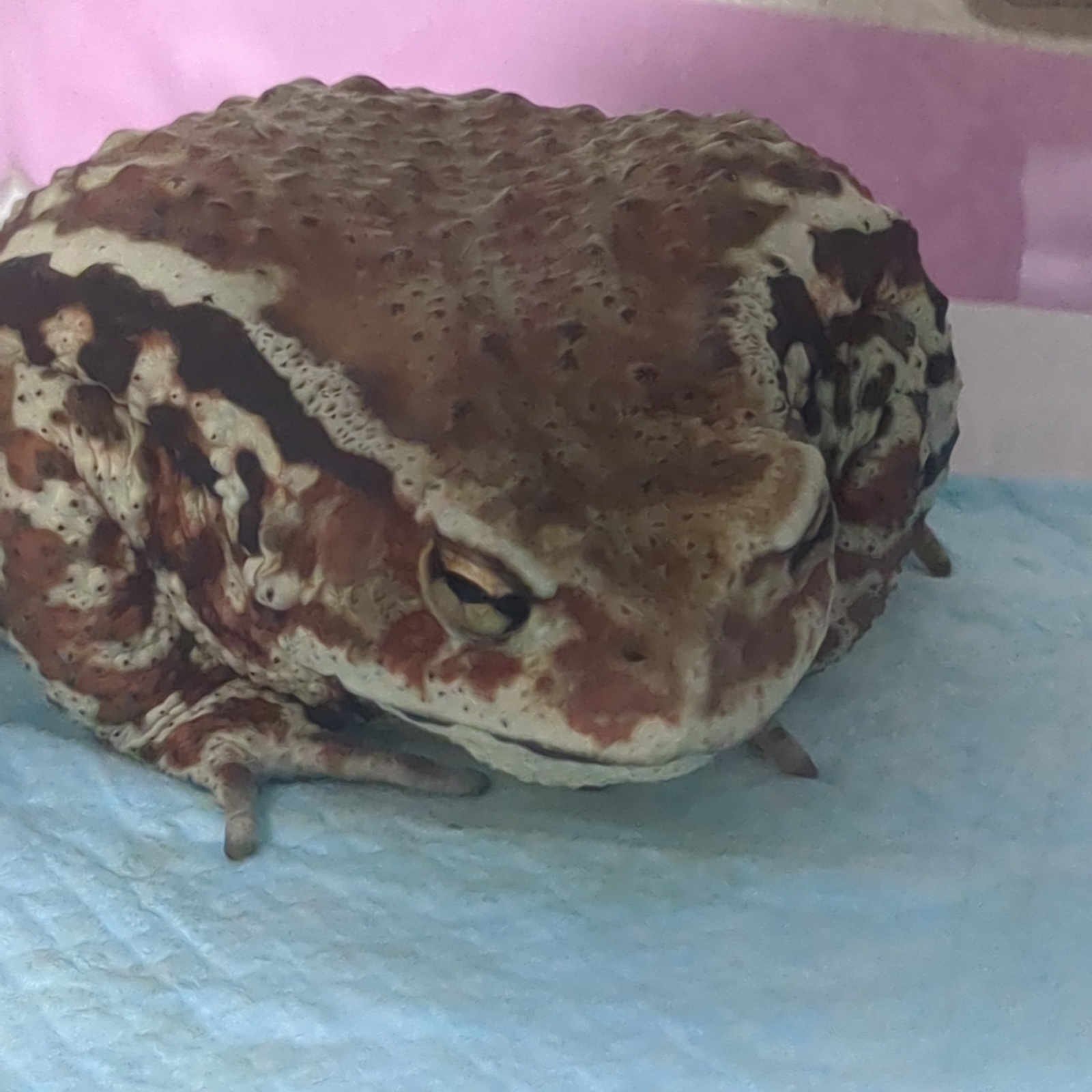 爬虫類・両生類好きのLINE通話友達募集🐍