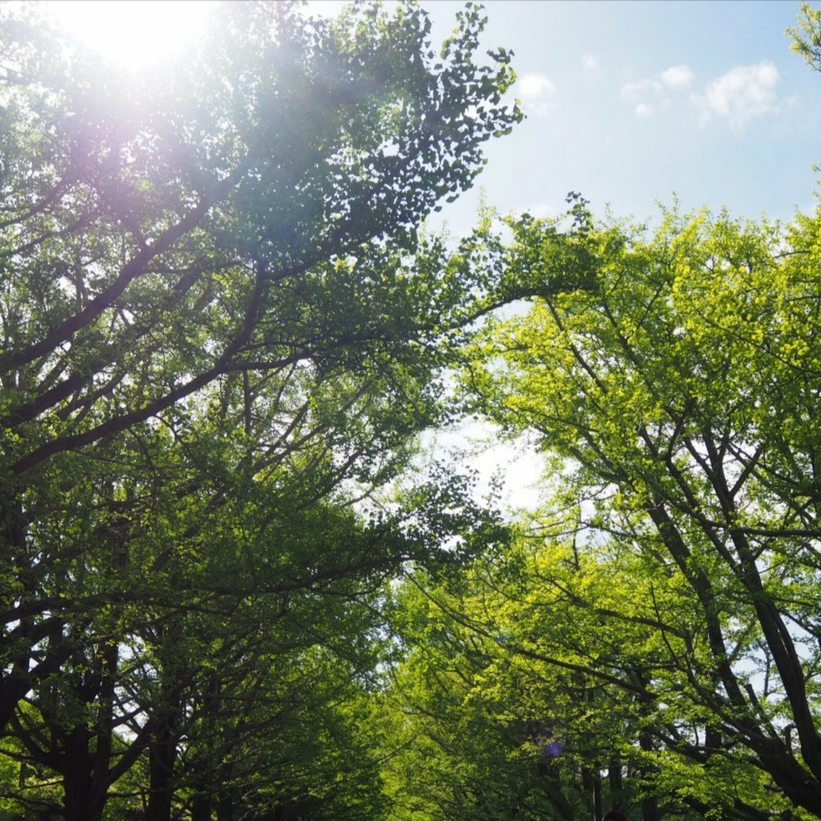 ひだまりの輪☀️