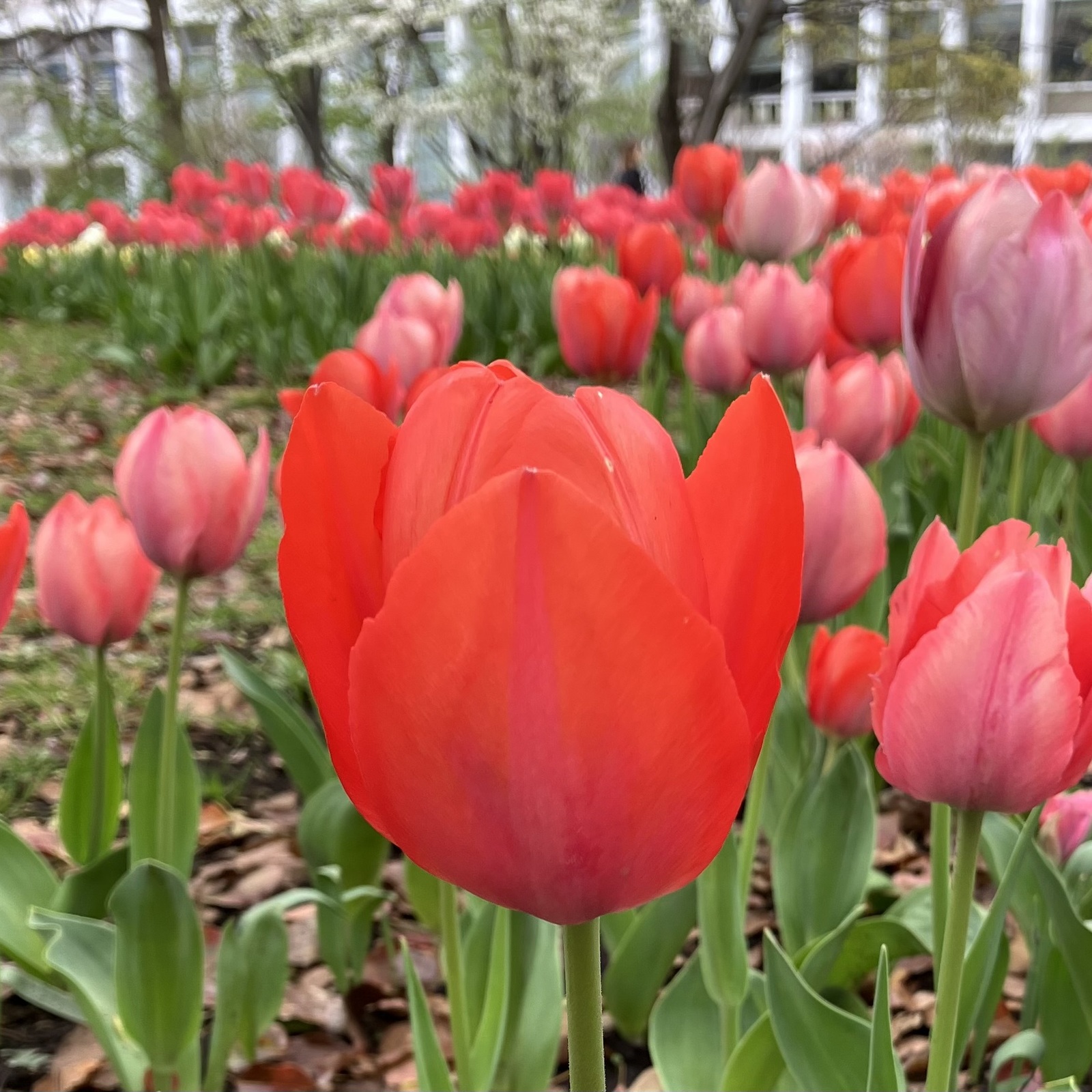 LIBサークル🌷