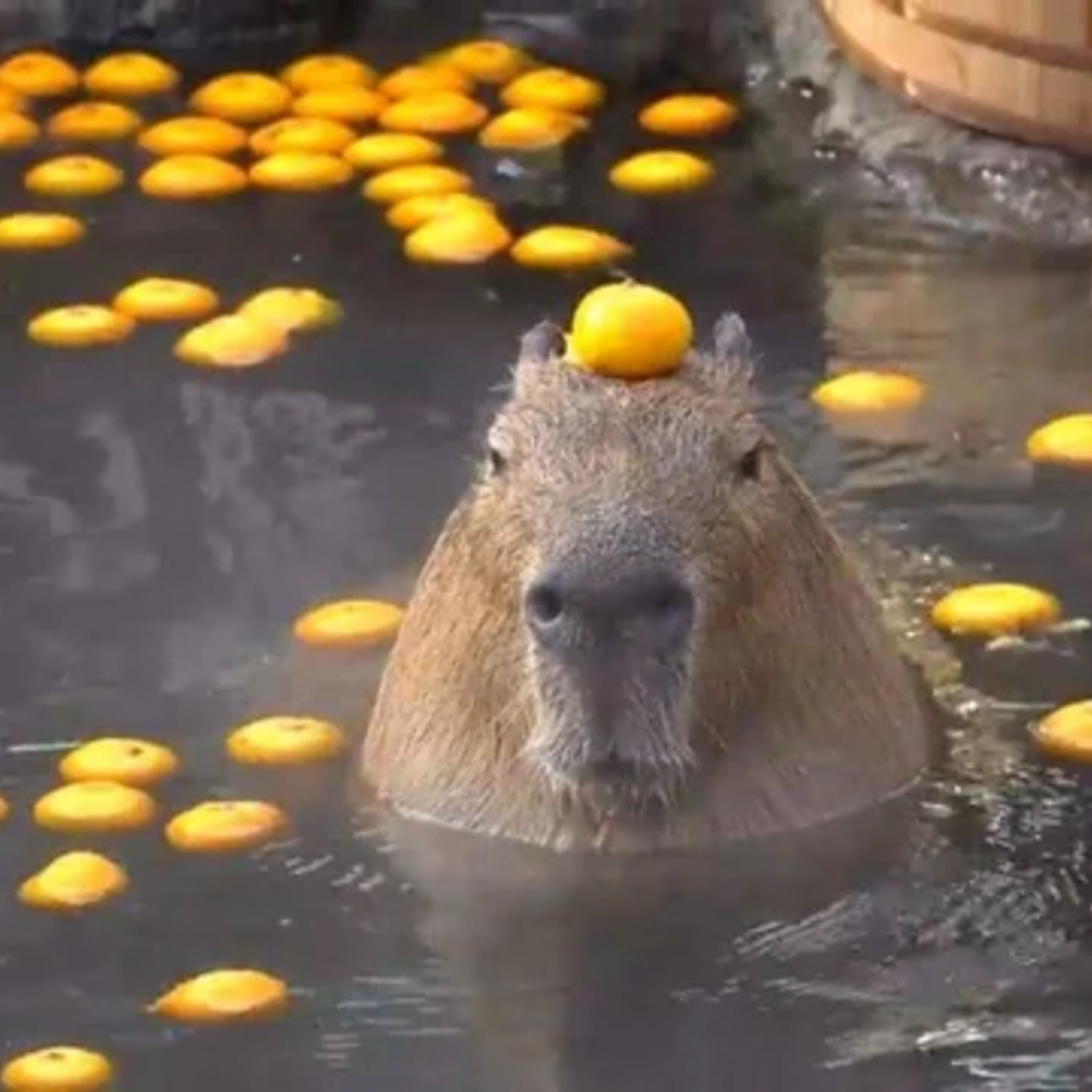 【女性限定】温泉同好会♨️