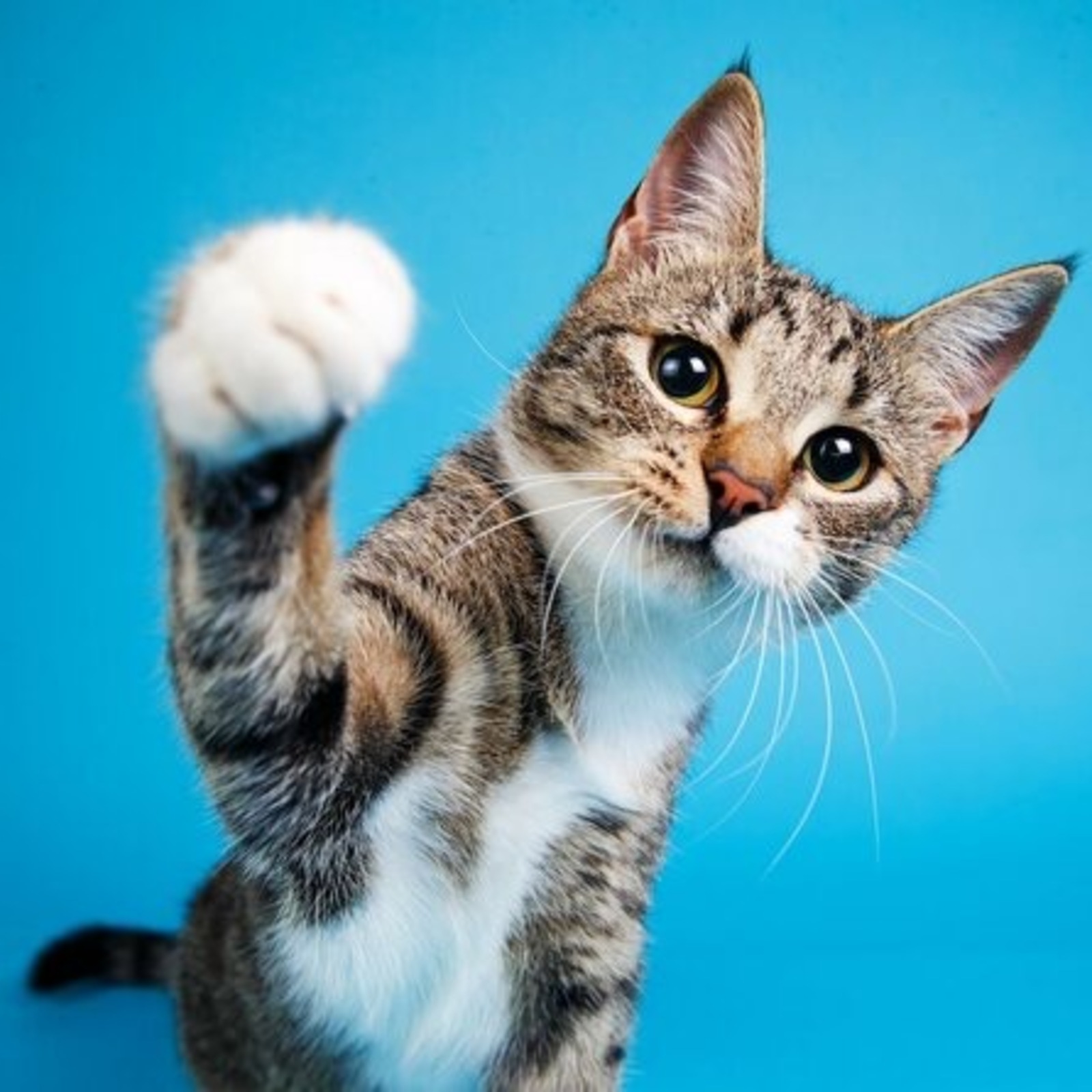 猫カフェに行きたい