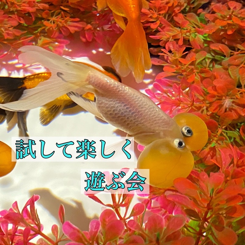 試して楽しく遊ぶ会✊