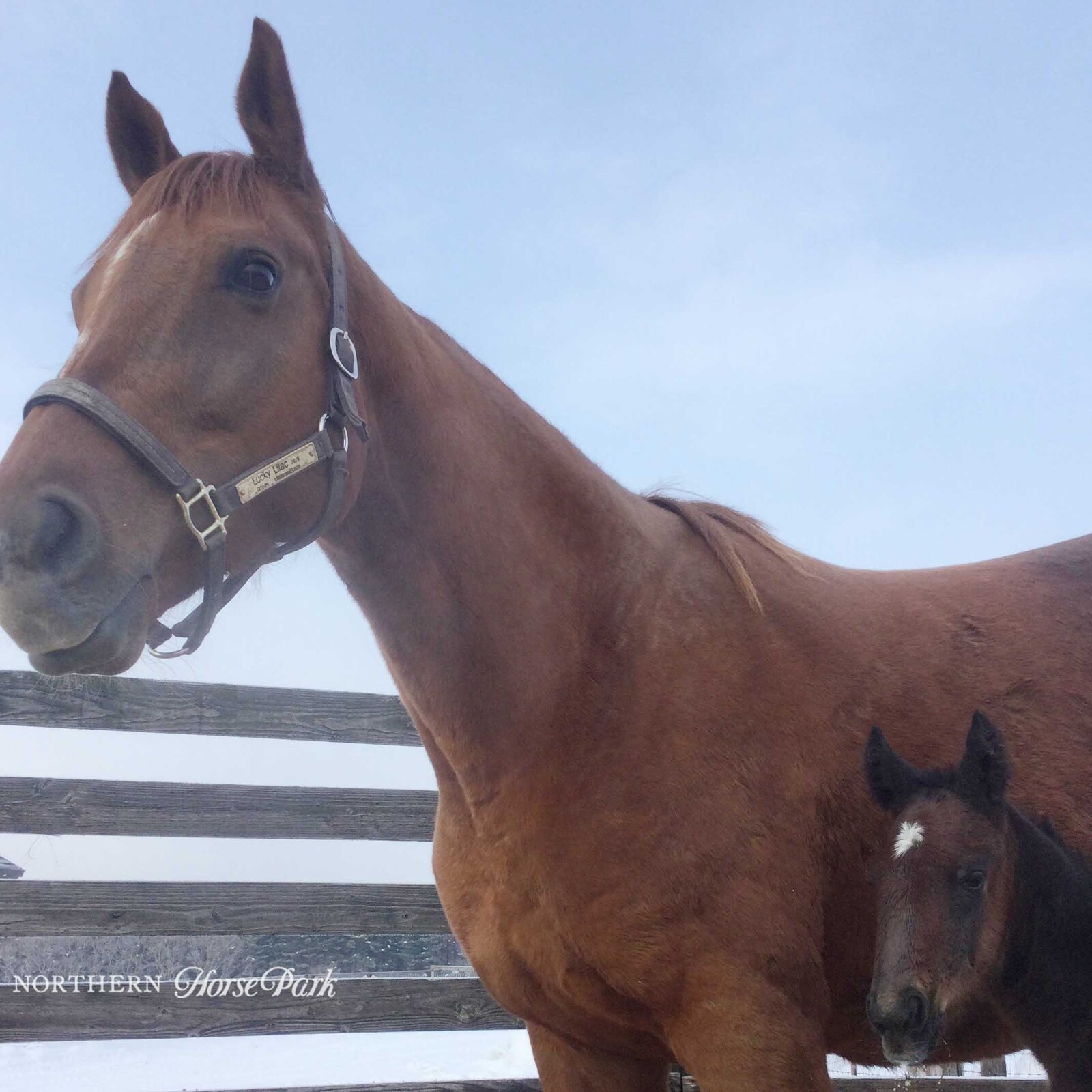 umauma競馬サークル