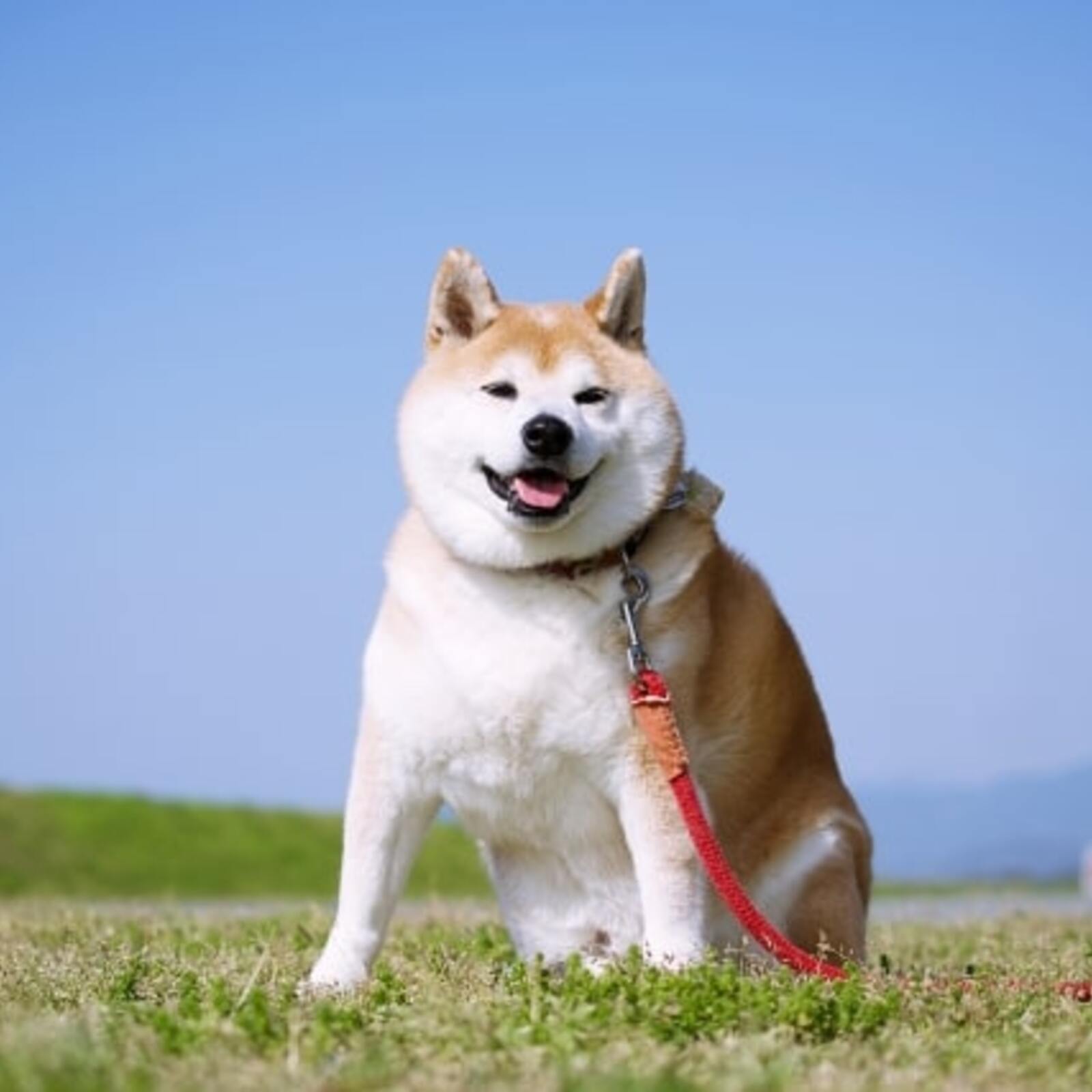 ゆる飲みフレンズ