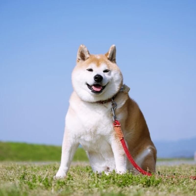 ゆる飲みフレンズ