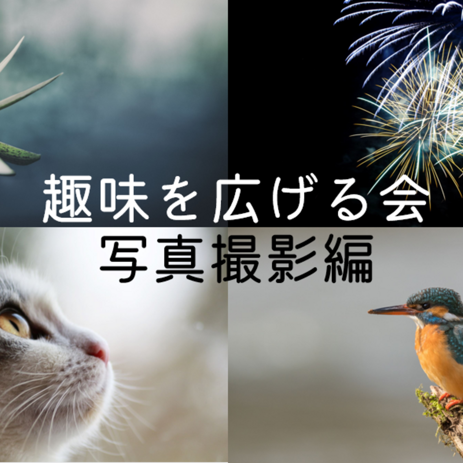 趣味を広げる会ｰ写真撮影編
