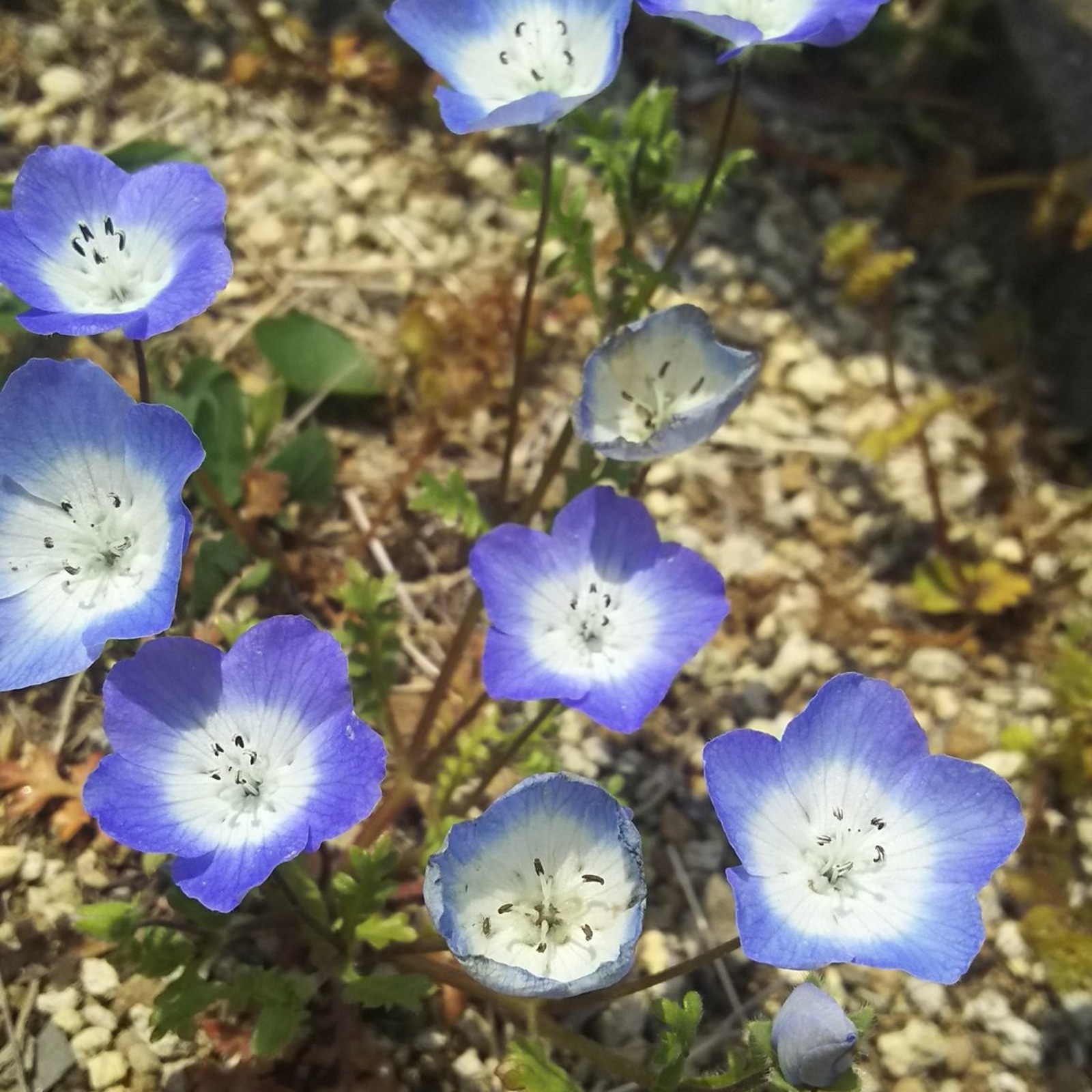 マダミスを楽しむ会