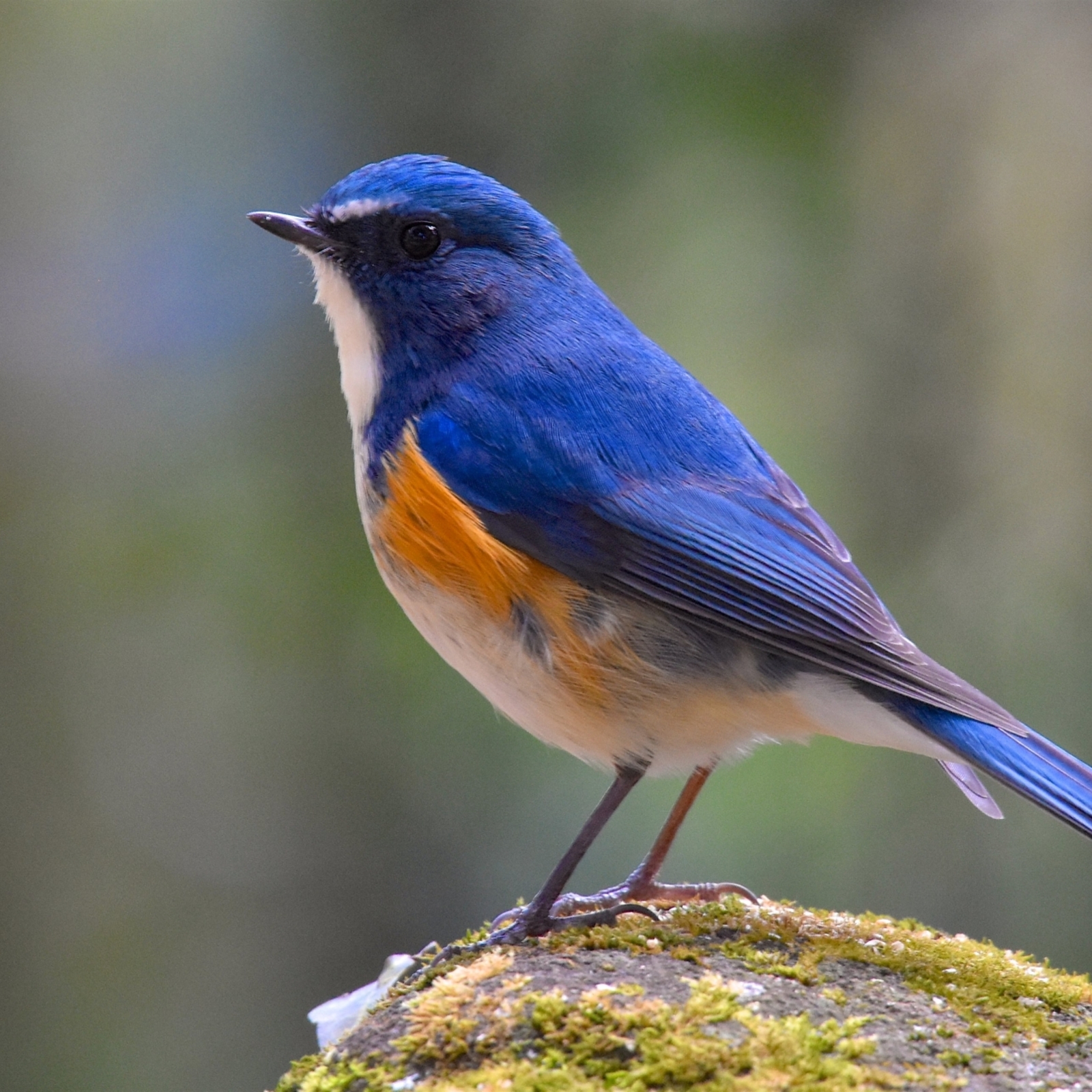1989年〜2019年の生まれの人