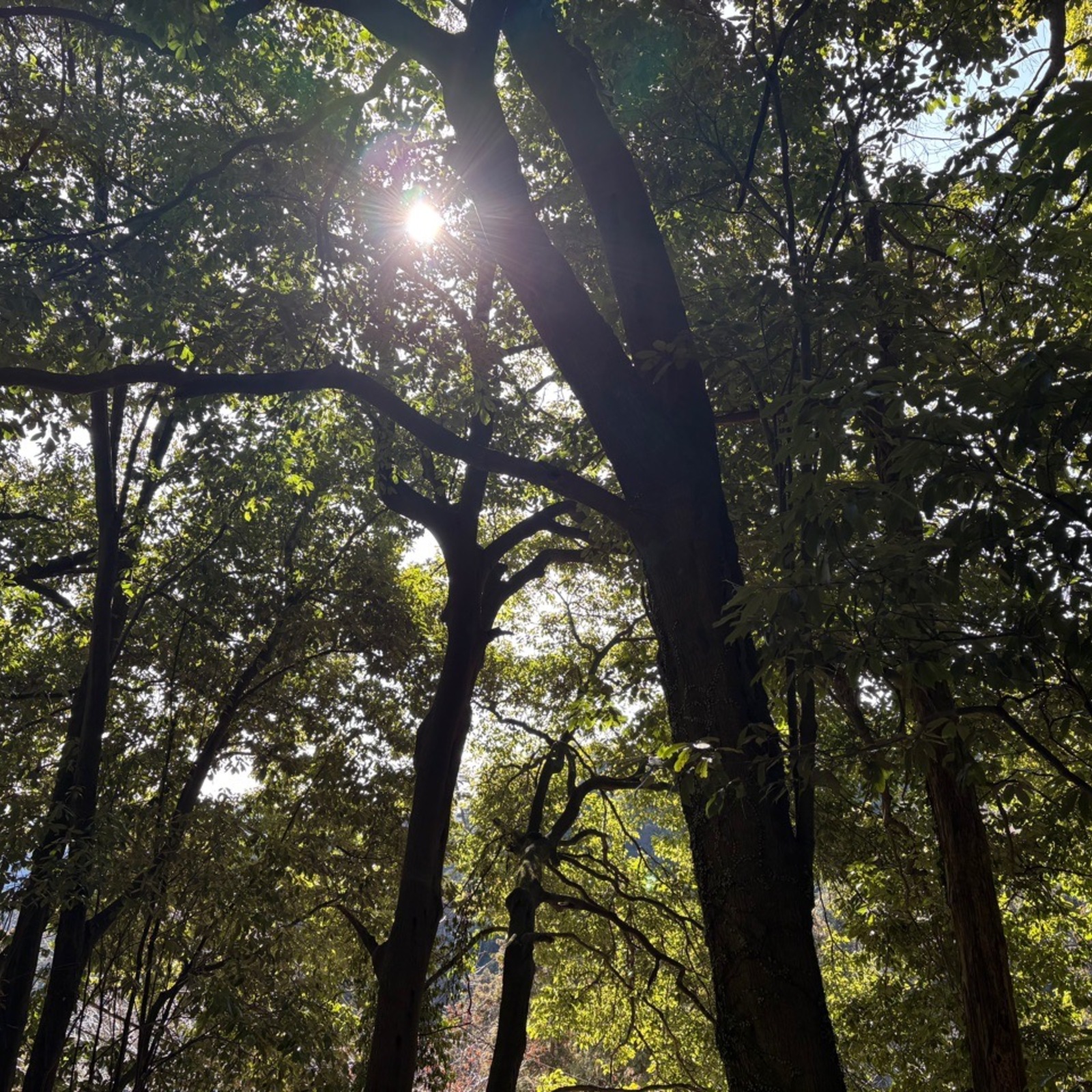 2026年3月7日（土）高尾山✨⛰️五感で歩く大人の登山部