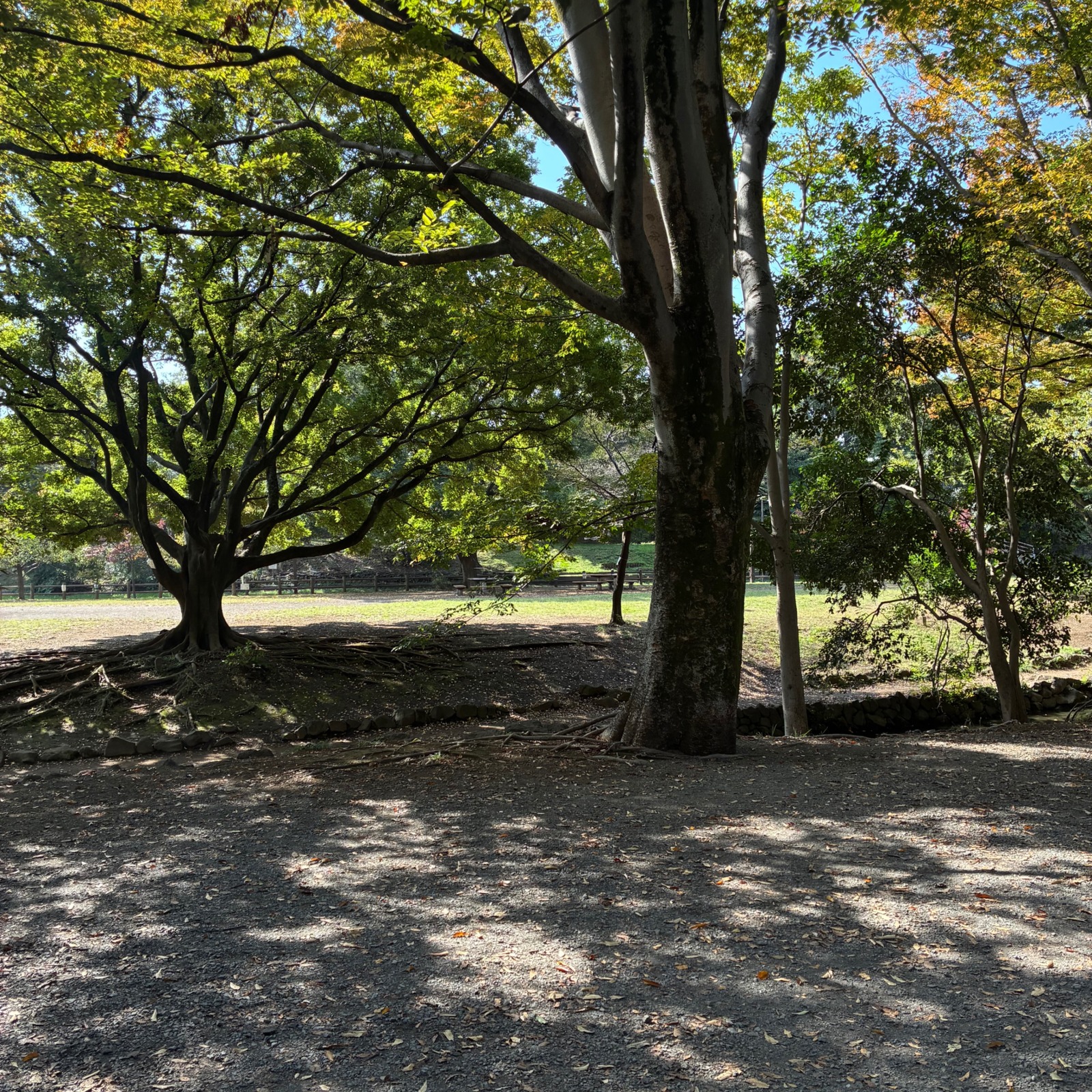 🌸習志野市｜初心者ゆるラン🏃‍♀️