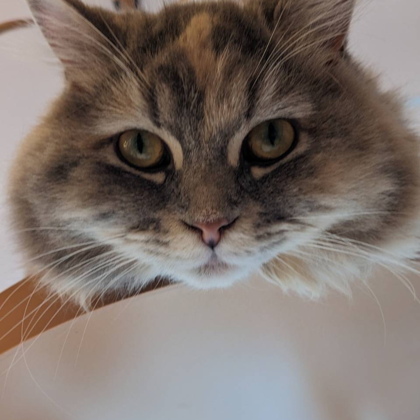 ゲーム友達を作りたい！カフェとか一緒に行きたい！