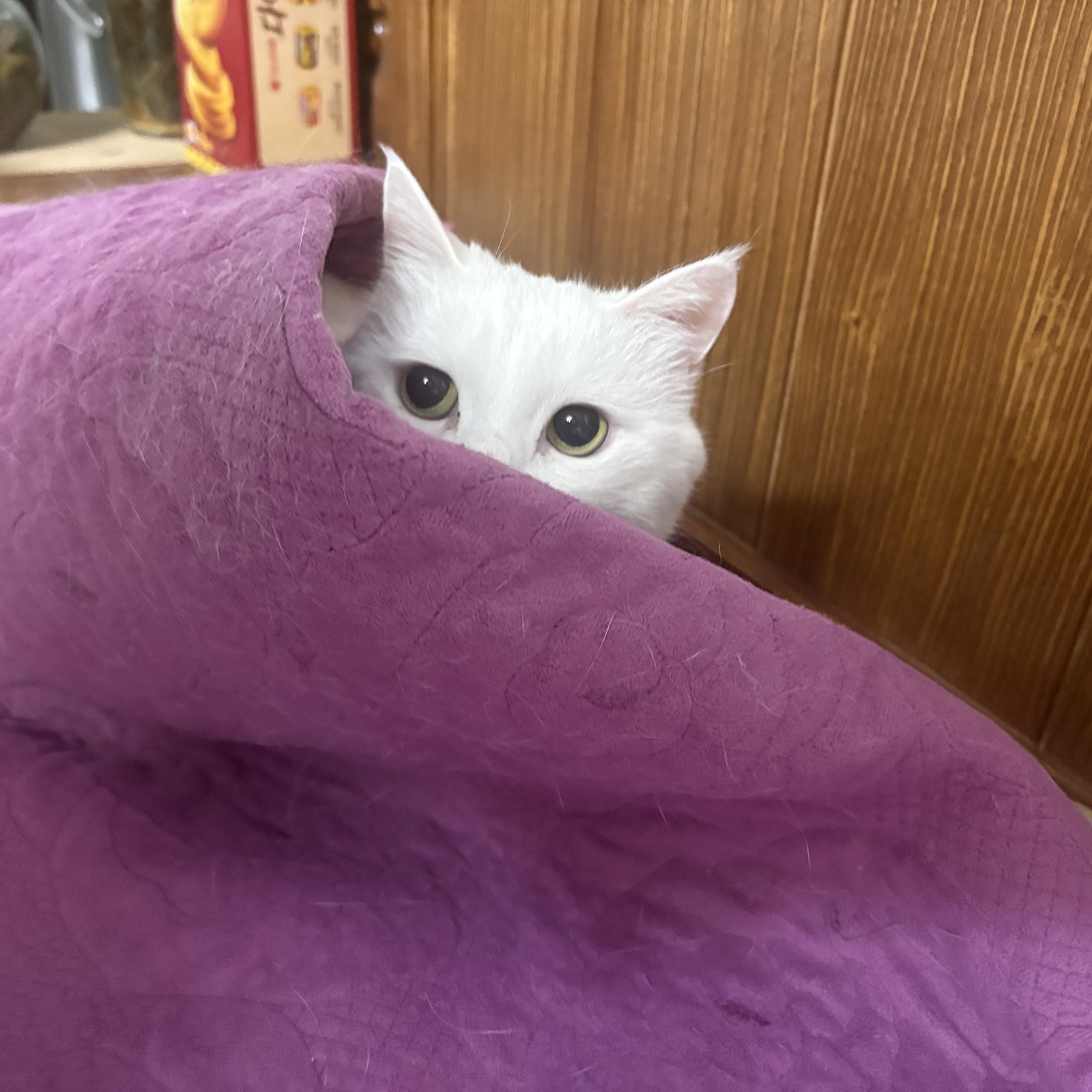 舎人ライナーランニング