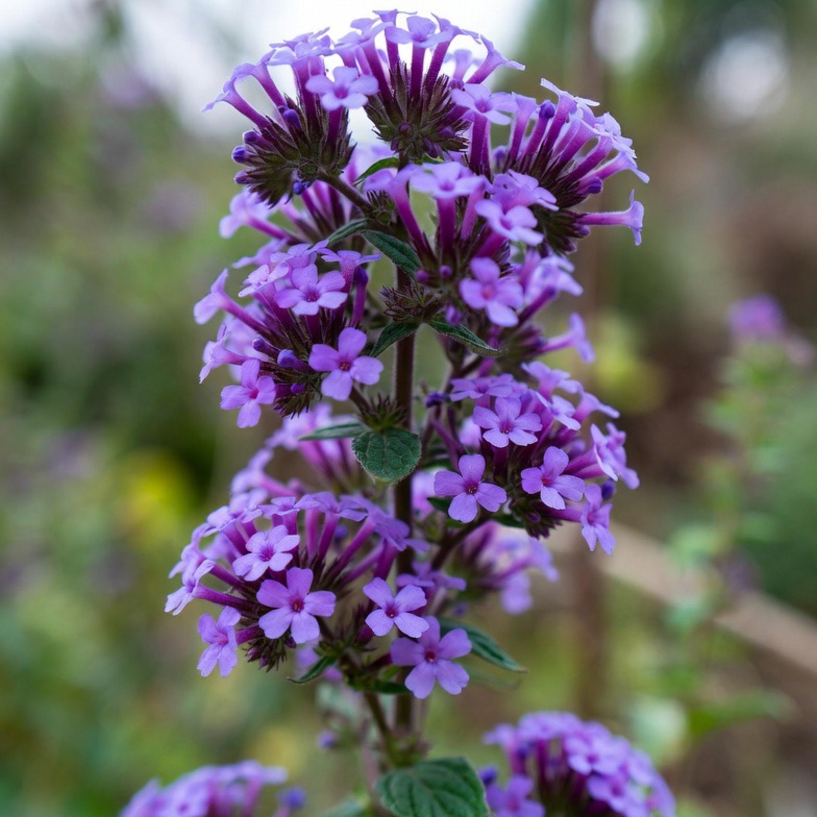 ヘリオトロープ