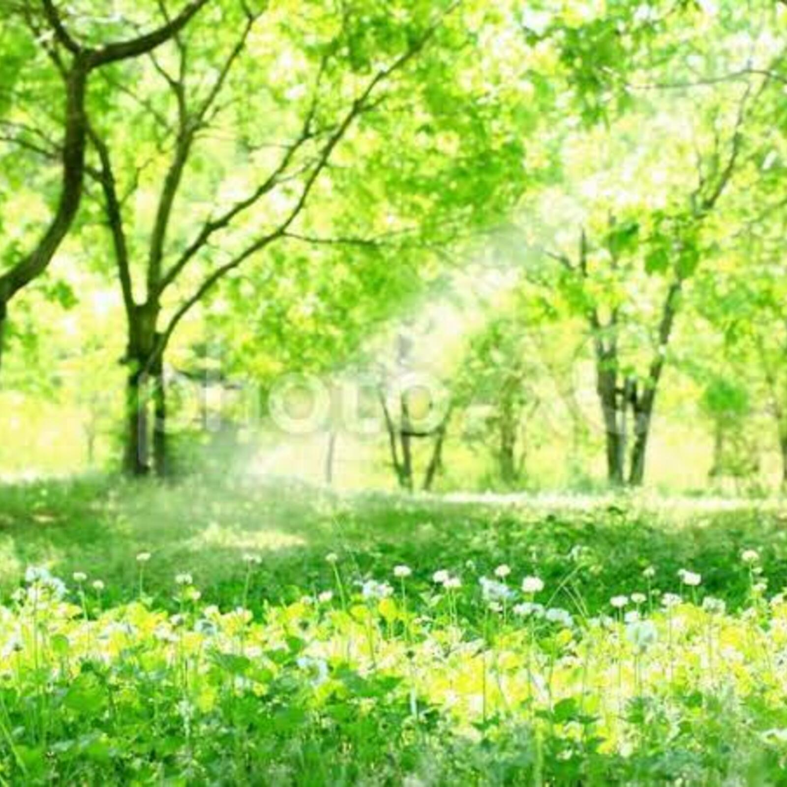 🌟花鳥風月🌟