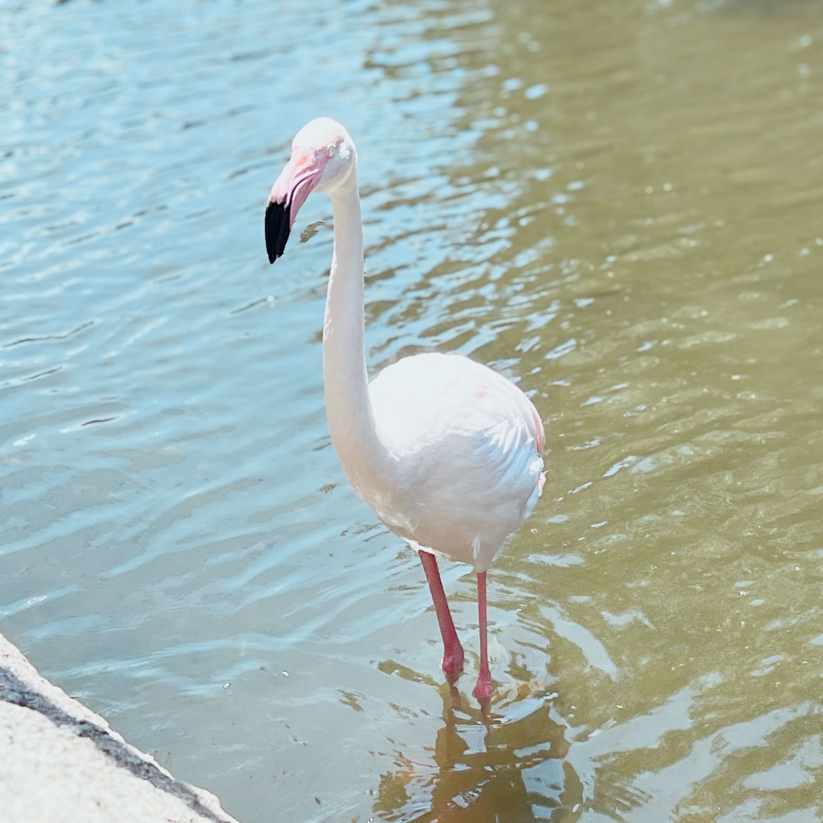 生き物好きサークル