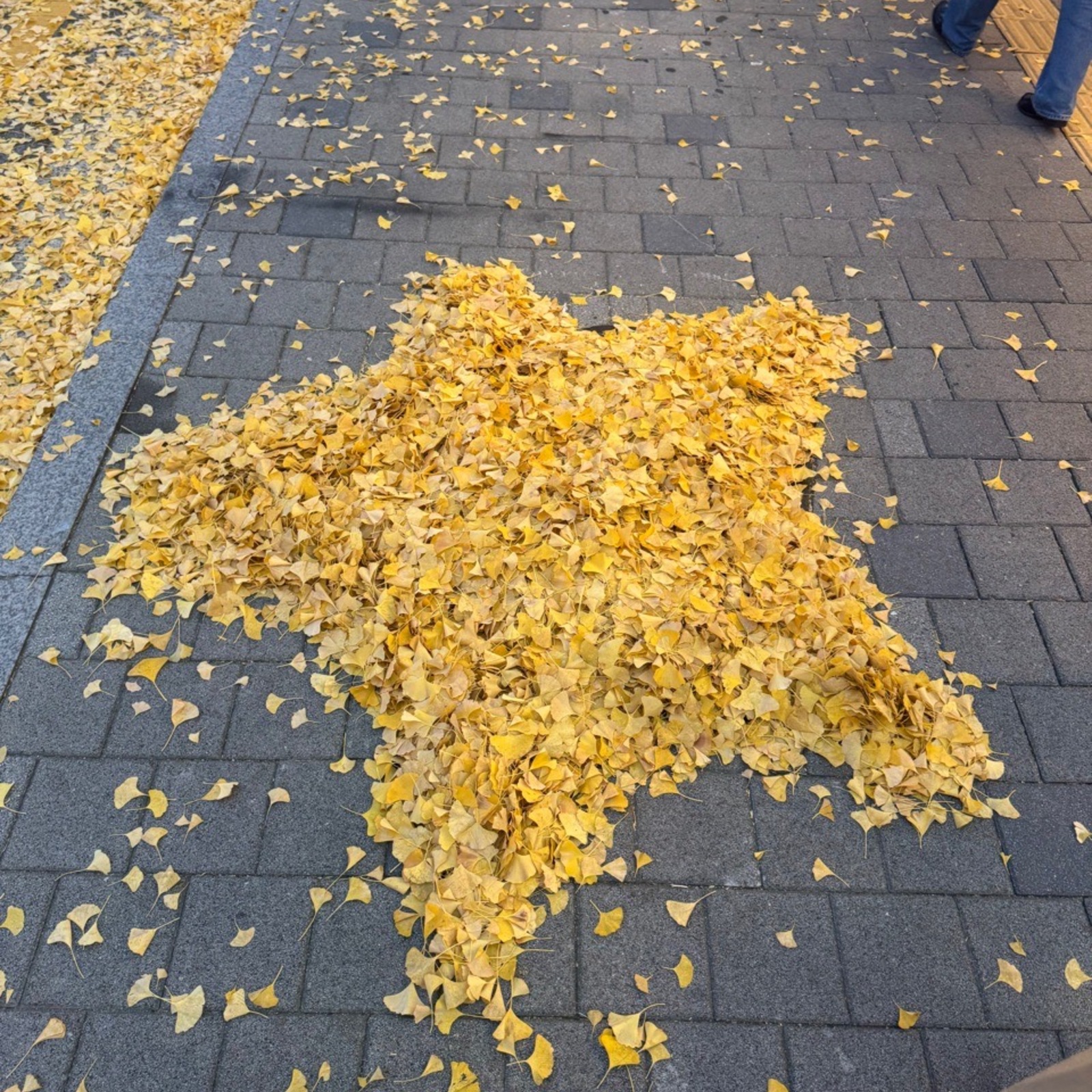 『女性主催』おさんぽ日和🌱