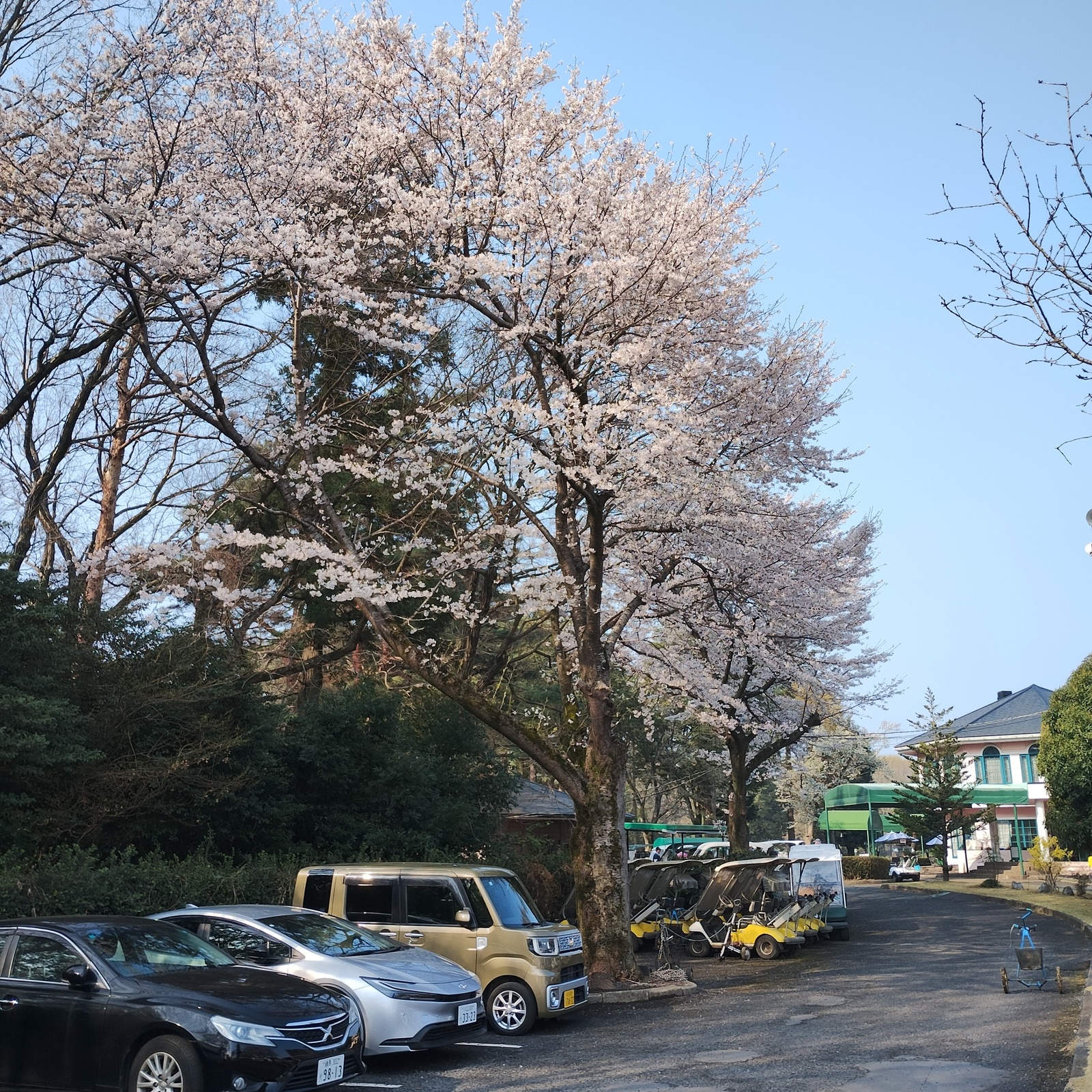 31カントリー早朝ゴルフ会