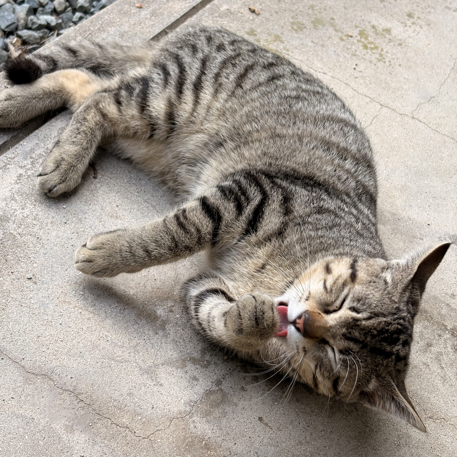 🐶動物好き集まり🐱