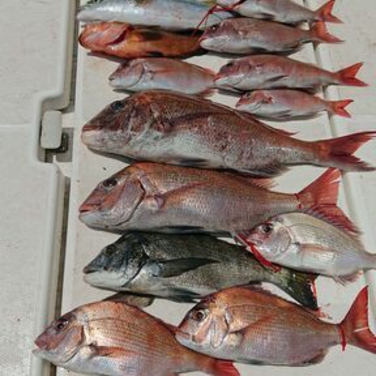 🐟週末フィッシング仲間🐟！募集中！