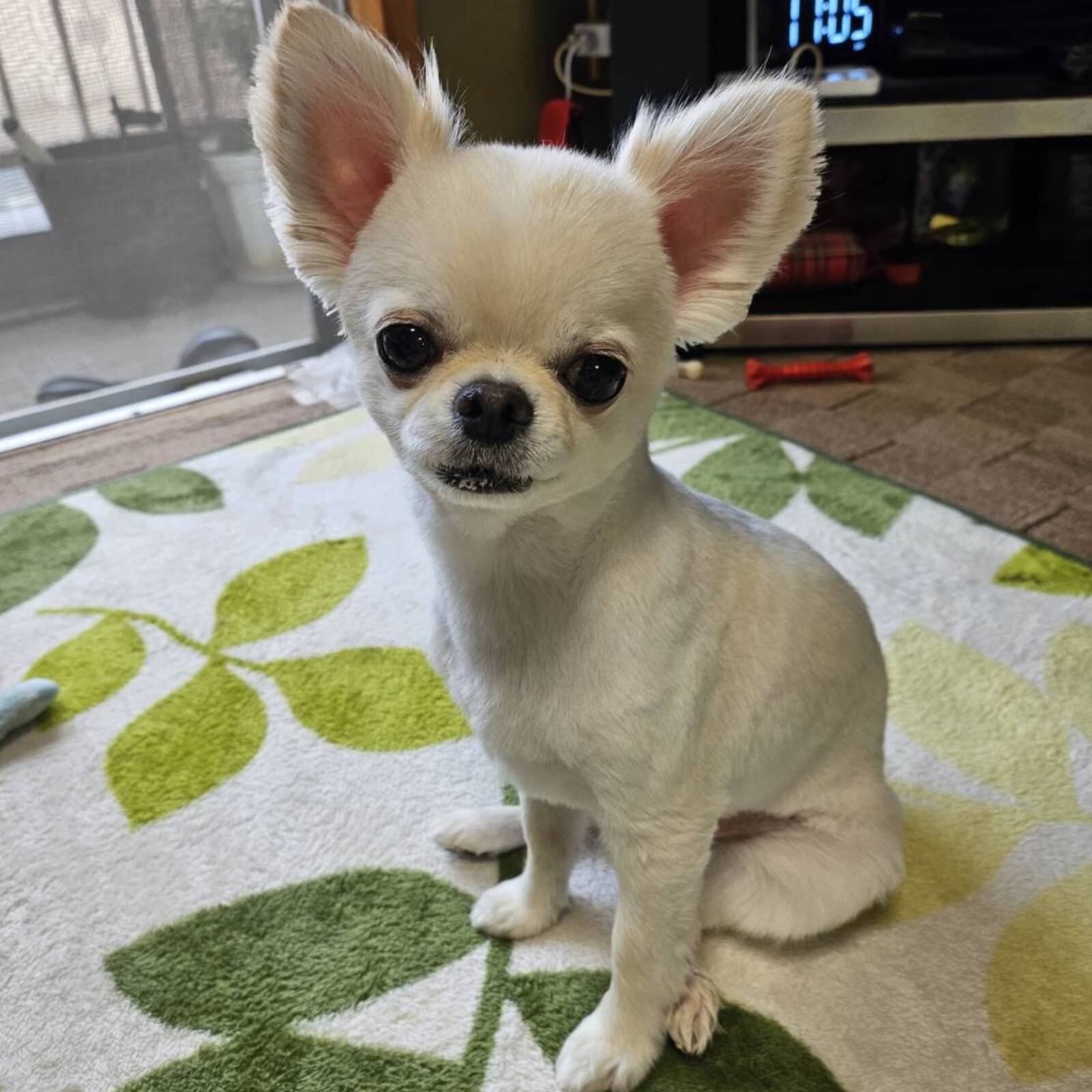 チワワ会、もしくは犬の集まり会