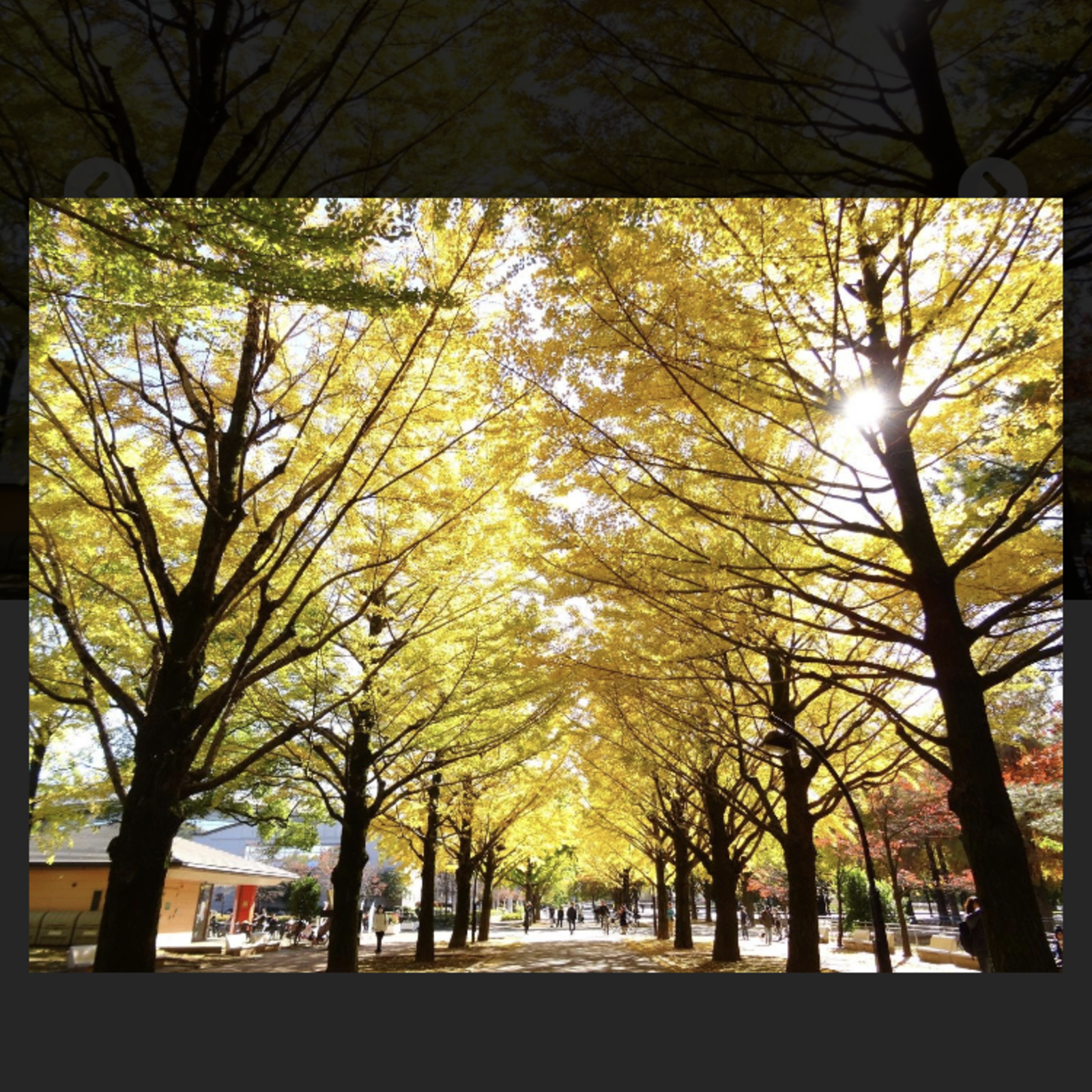 ゆるゆる音楽会