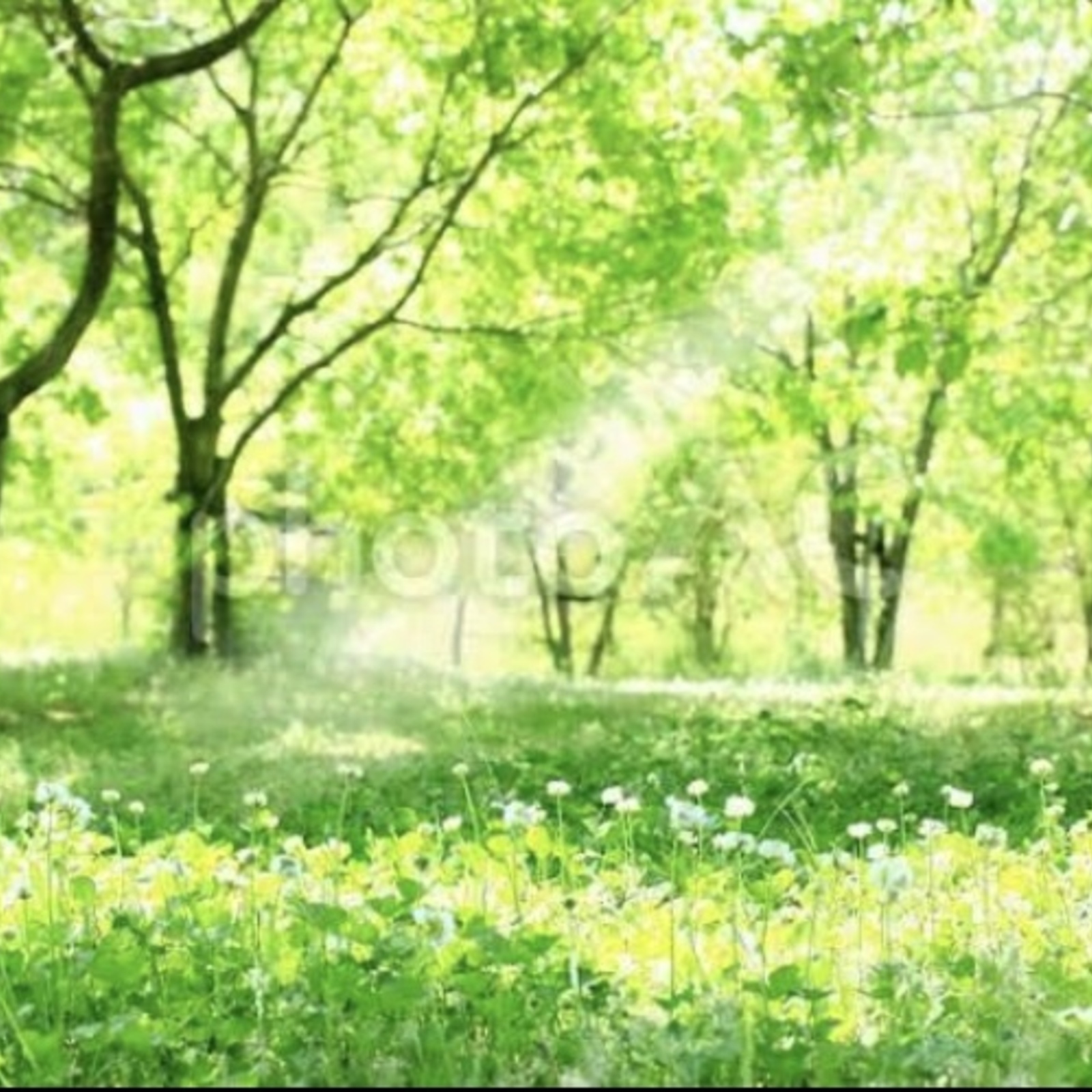 🌟花鳥風月🌟