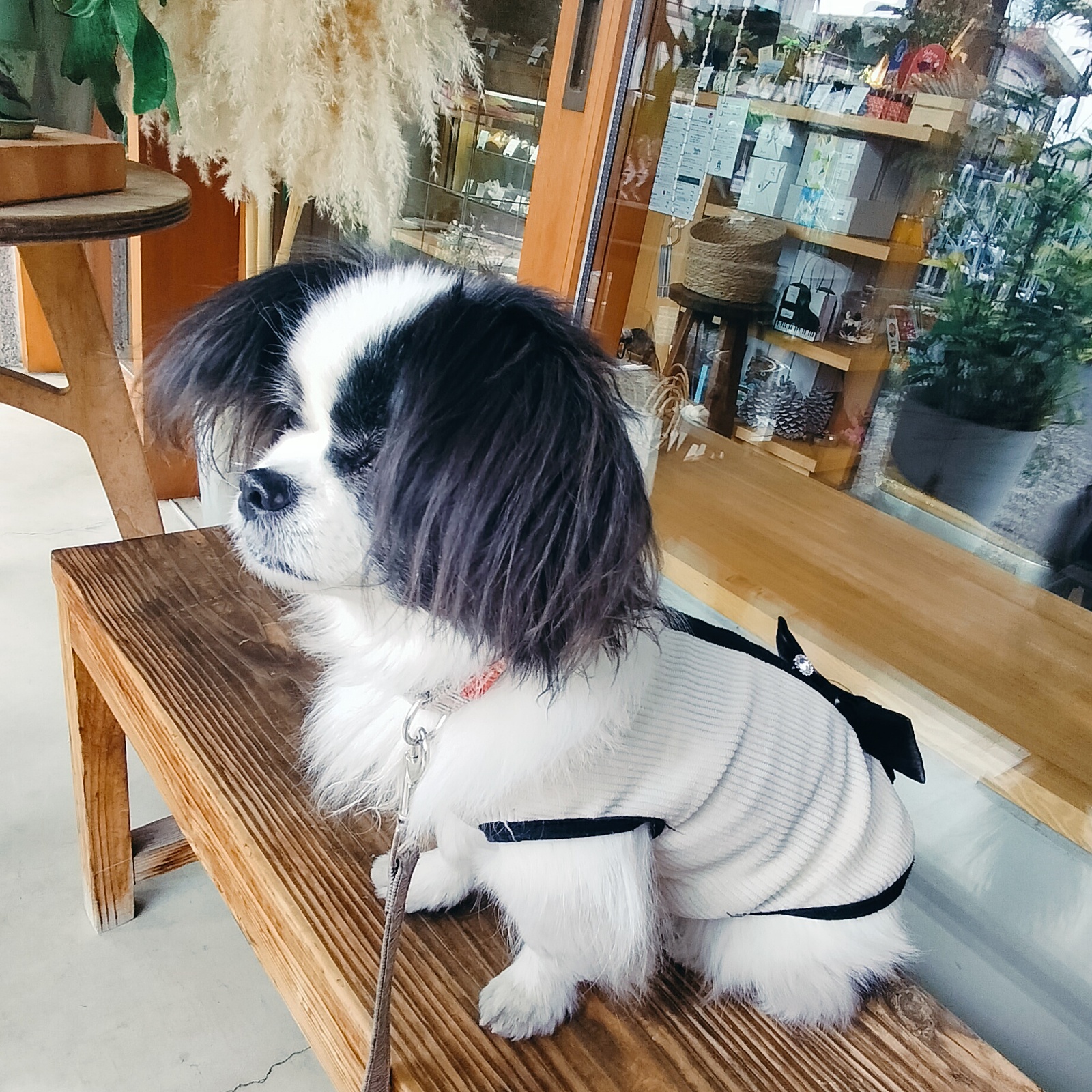 気軽にカフェ活☕✧🐶