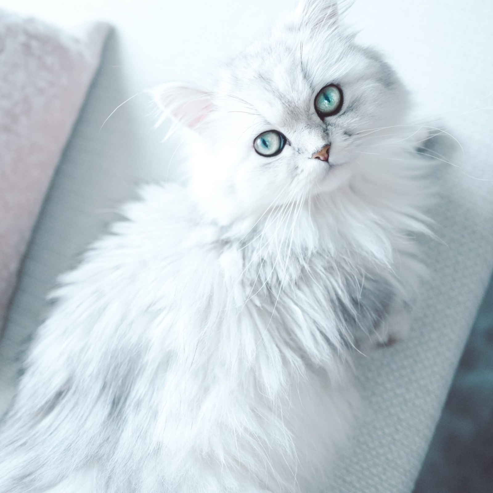 ねこより。