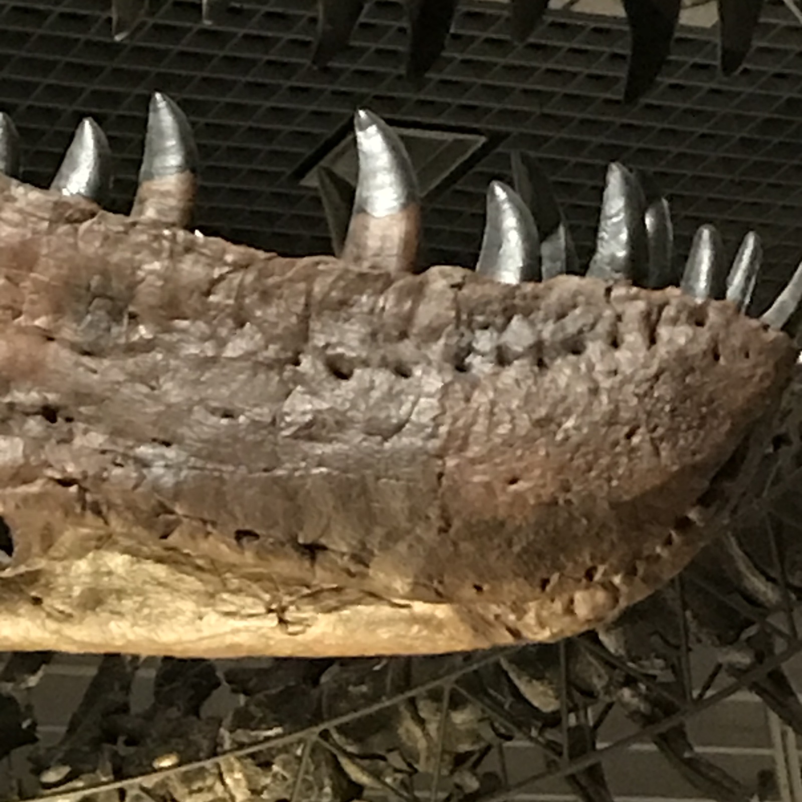 古生物サークル(大学にサークル作りたい)