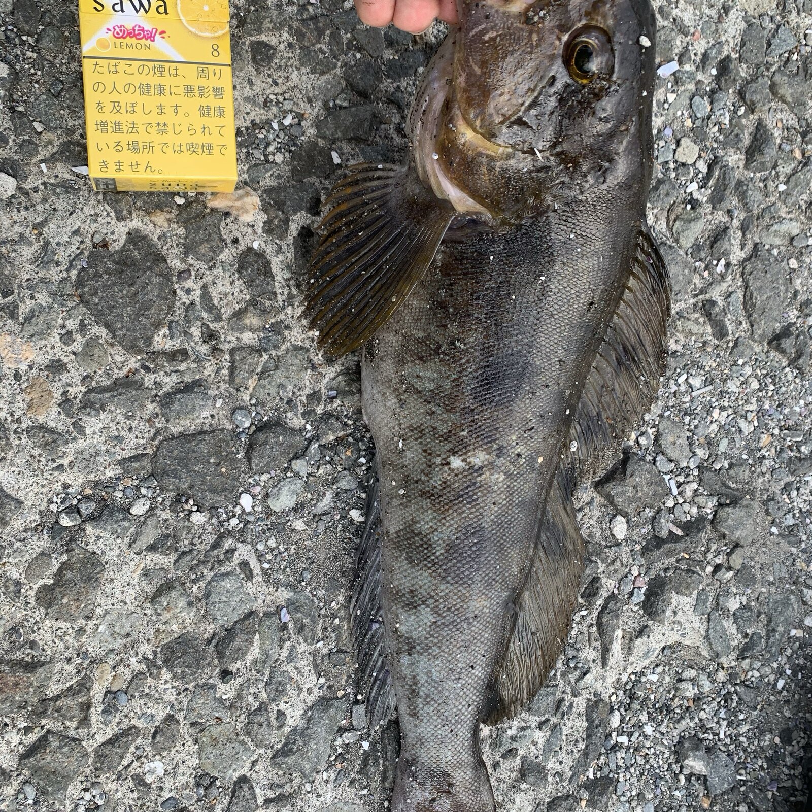 魚釣り好きな人集まれー