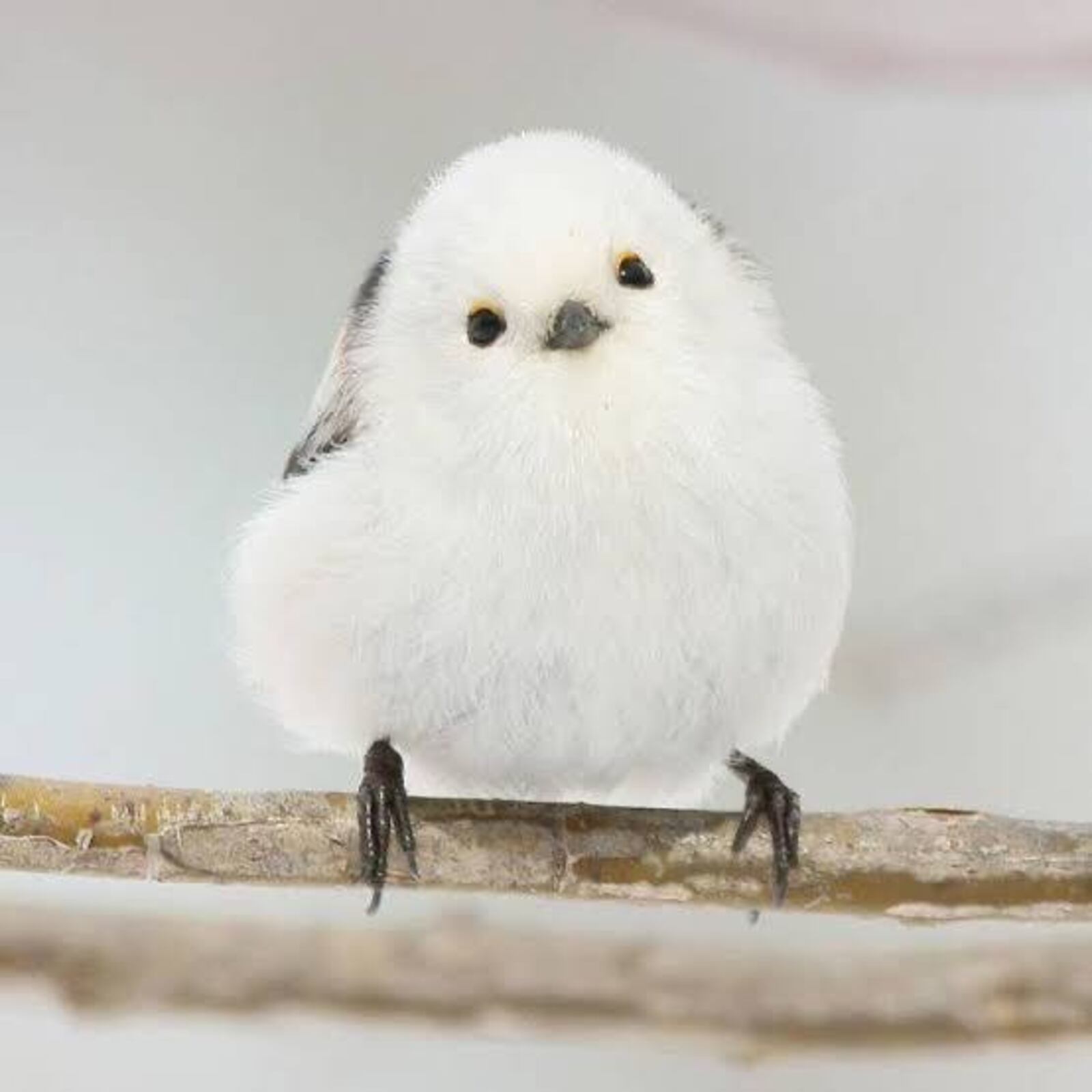 Encafeサークル🕊️