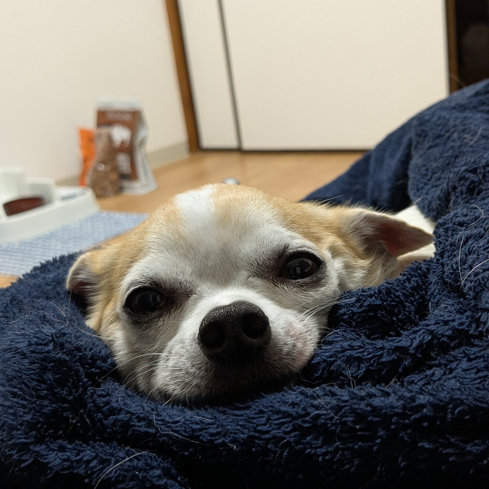 犬好きU40